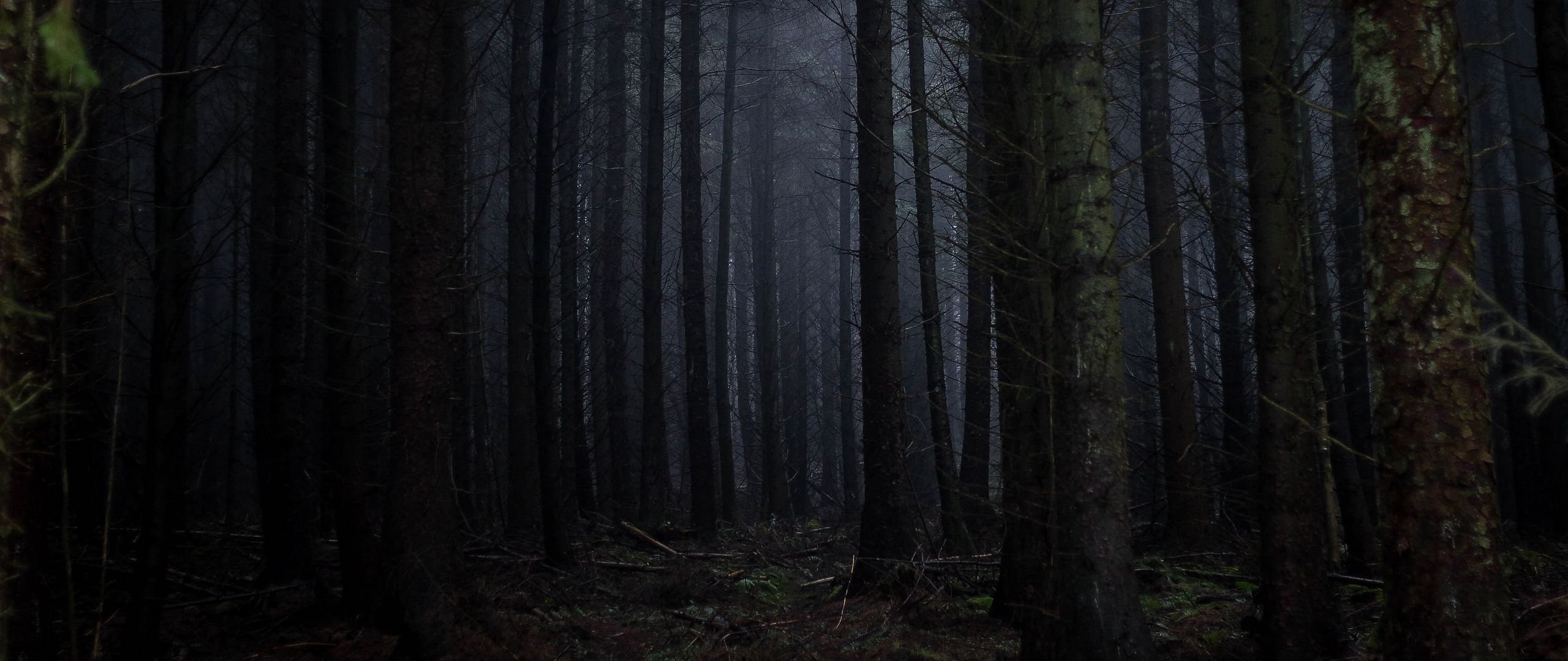 The woods collection dark. Страшный лес. Мрачный лес. Темный лес. Темные леса.