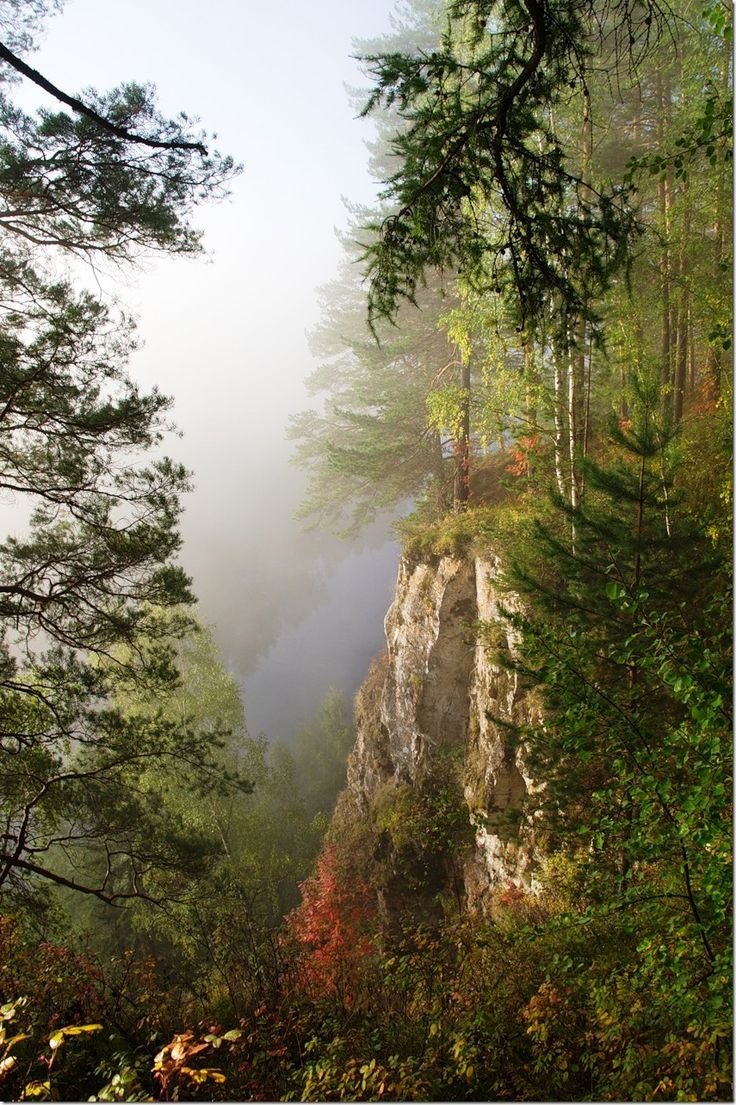 Деревья уральских лесов - 58 фото