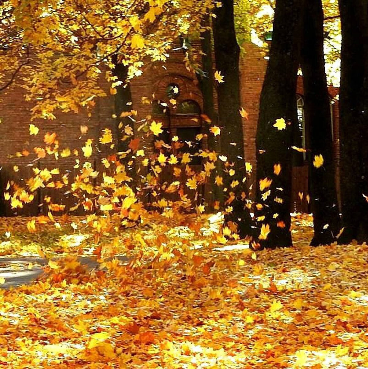 Осенний лес и листопад