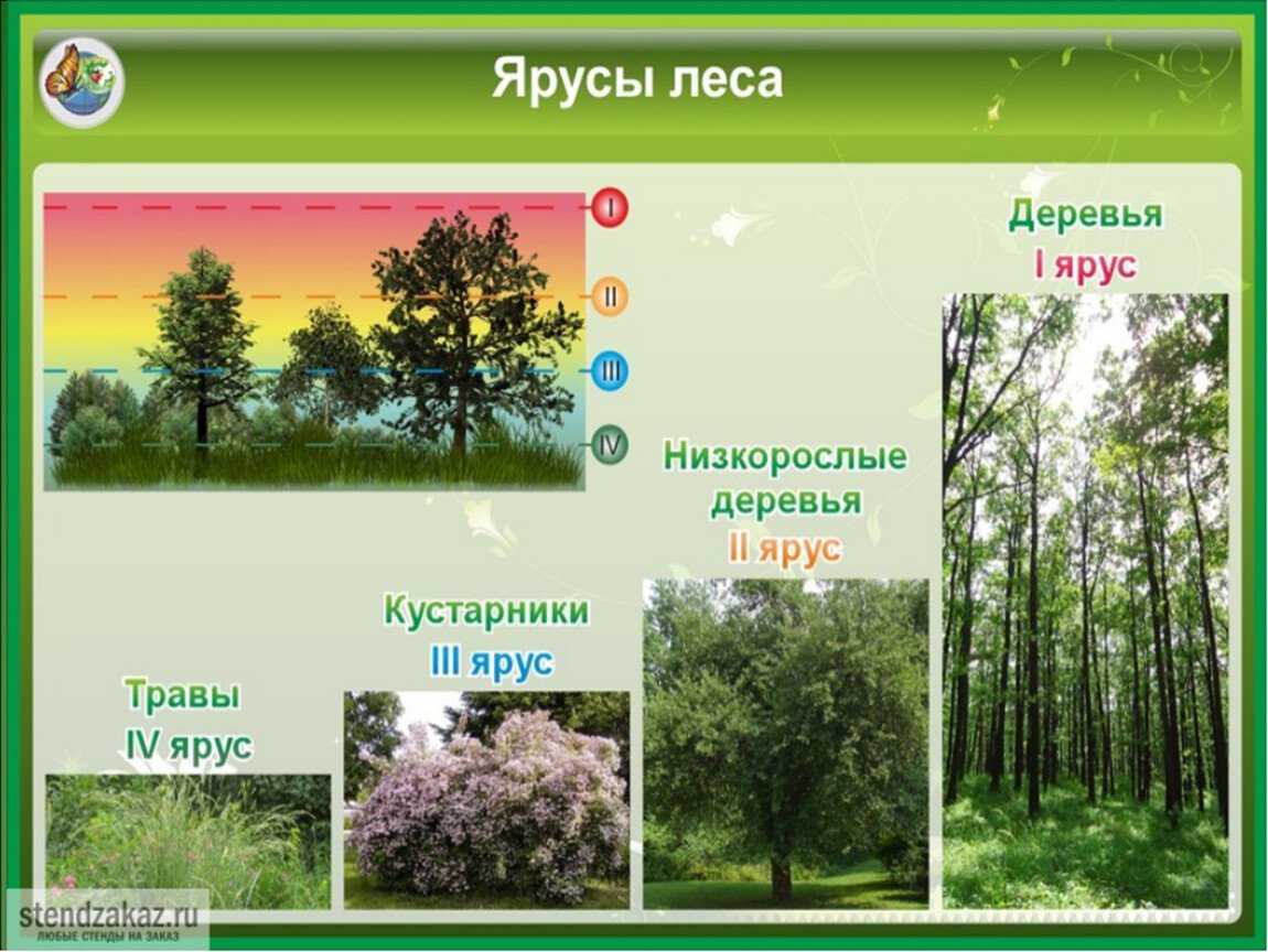 Особенности строения растений в лесу. 2 Ярус леса. Ярусы растительности леса. Ярусы в лесу. Ярусы леса для дошкольников.