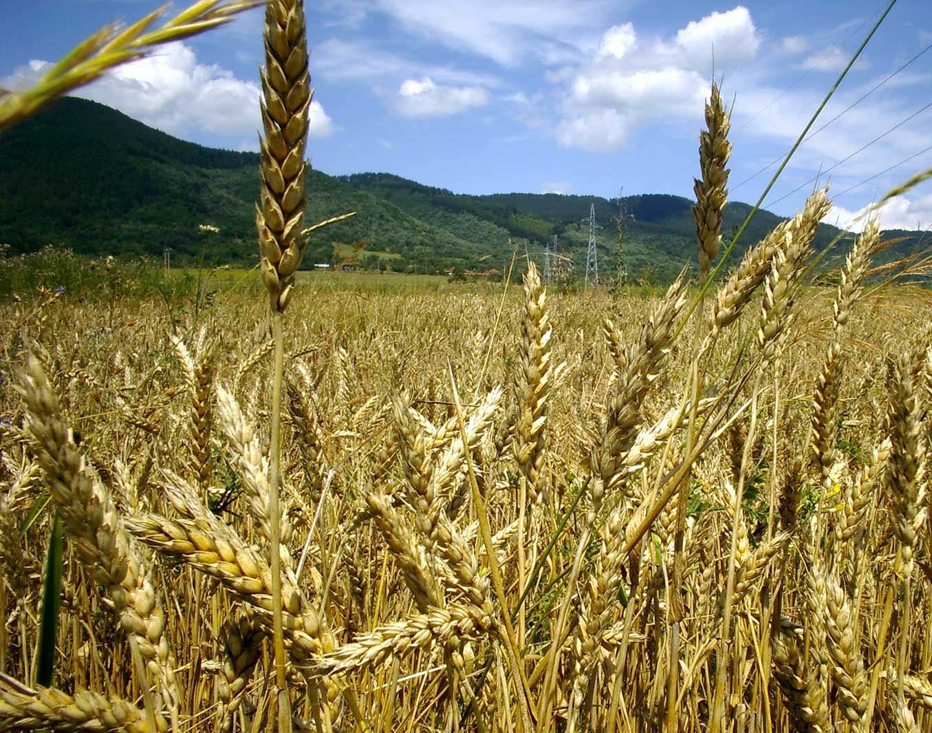 Из каких зерновых культур делают хлеб. Зерновые культуры. ГМО пшеница. Урожай пшеницы. Пшеница в Аргентине.