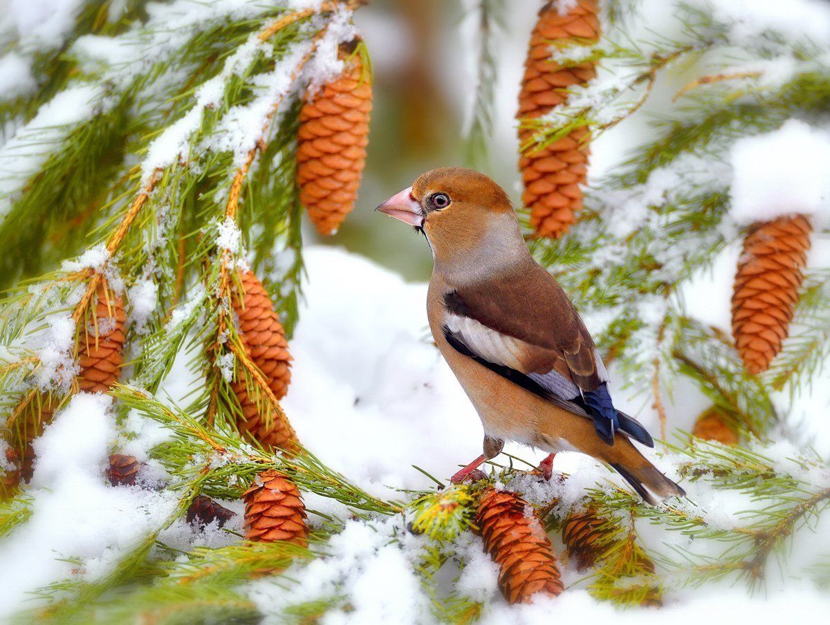 Зимние лесные птицы