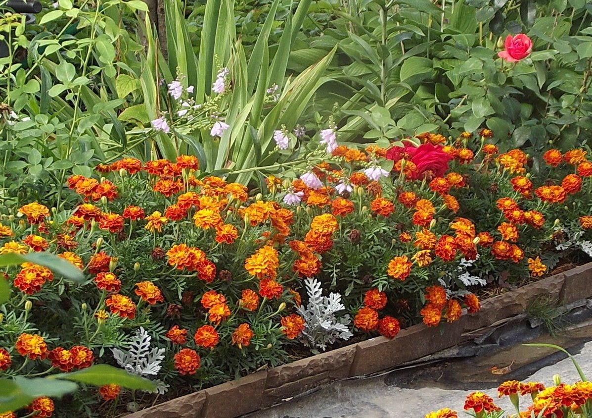 Оформление бархатцев на клумбе в саду с другими цветами