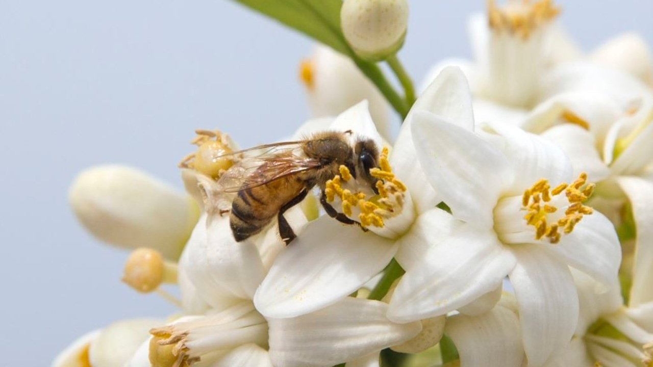 Насекомоопыляемые растения пыльца. Пчелы опыляют растения. Опыление насекомыми. Опыление растений насекомыми. Пчела опыляет цветок.