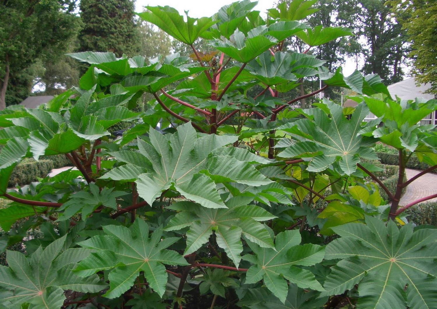 Пушкинское тропическое растение с ядовитым млечным соком - 57 фото
