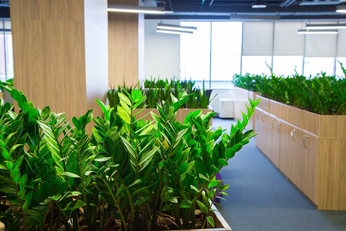 Неприхотливые растения для офиса