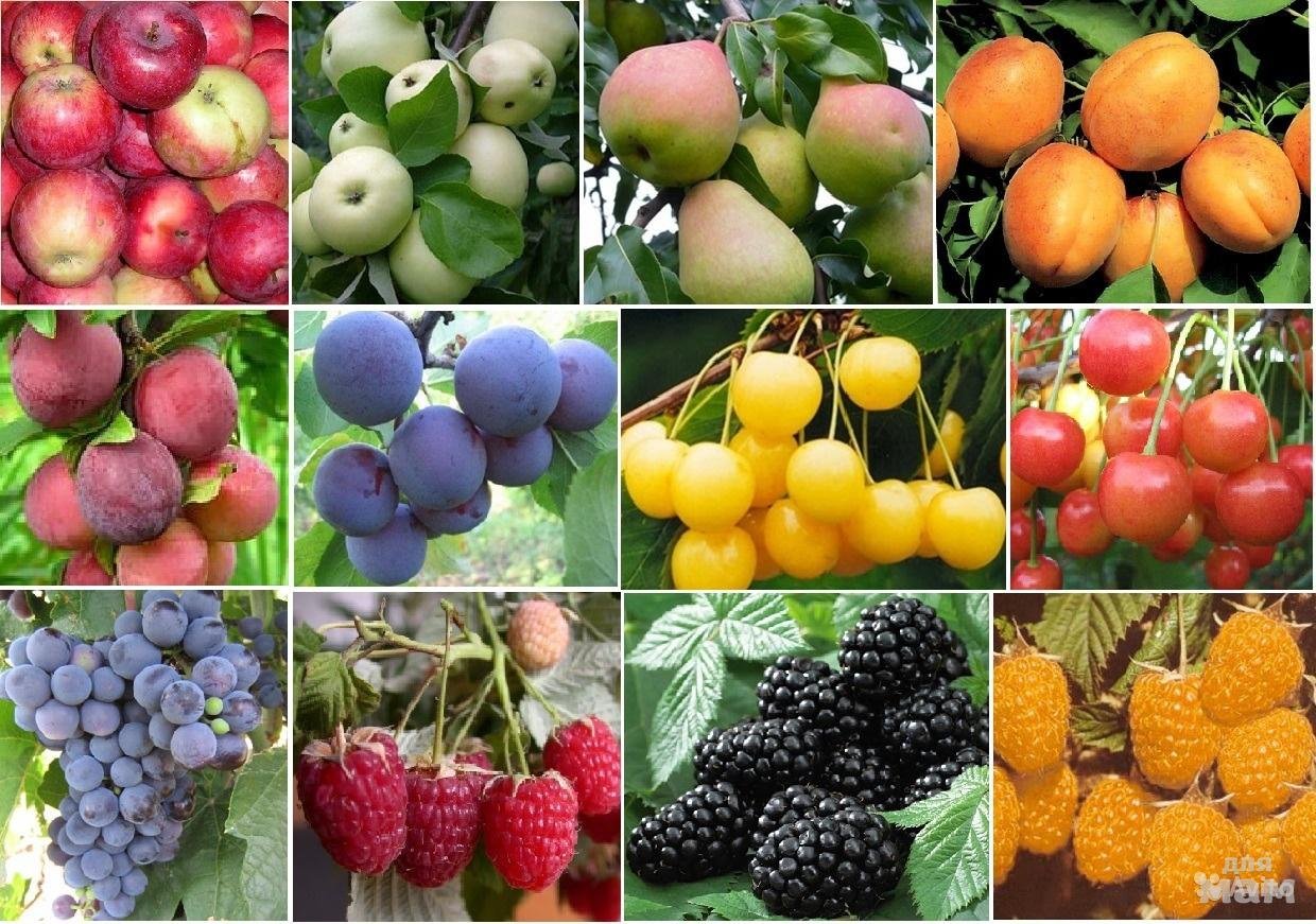 Плодово ягодные растения