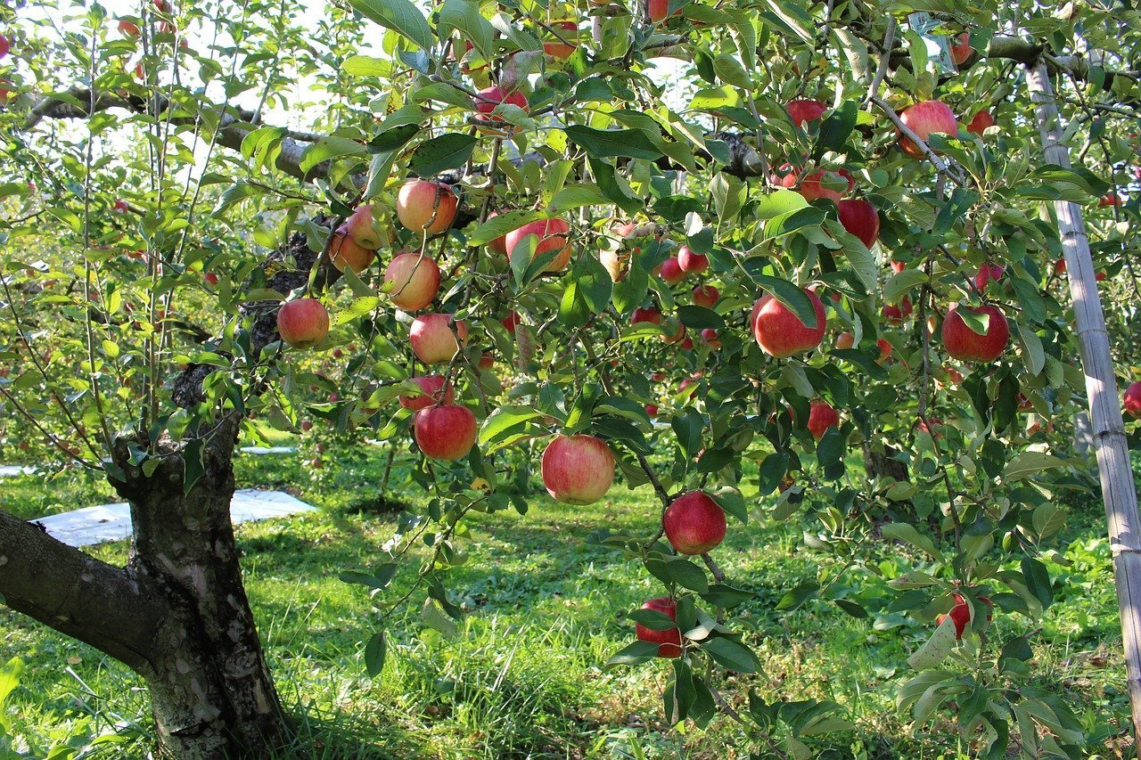 Плодовый форум. Соловьевское яблоня. Карликовые плодовые деревья. Яблоня Уэлси. Яблоня плодовая дерево.