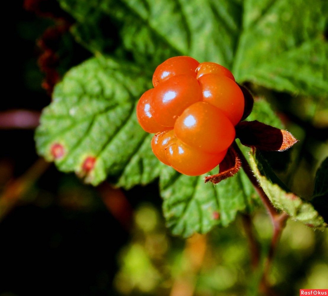 Морошка (Rubus chamaemorus). Растения ХМАО Морошка. Морошка ягода куст. Морошка Сибирская ягода.