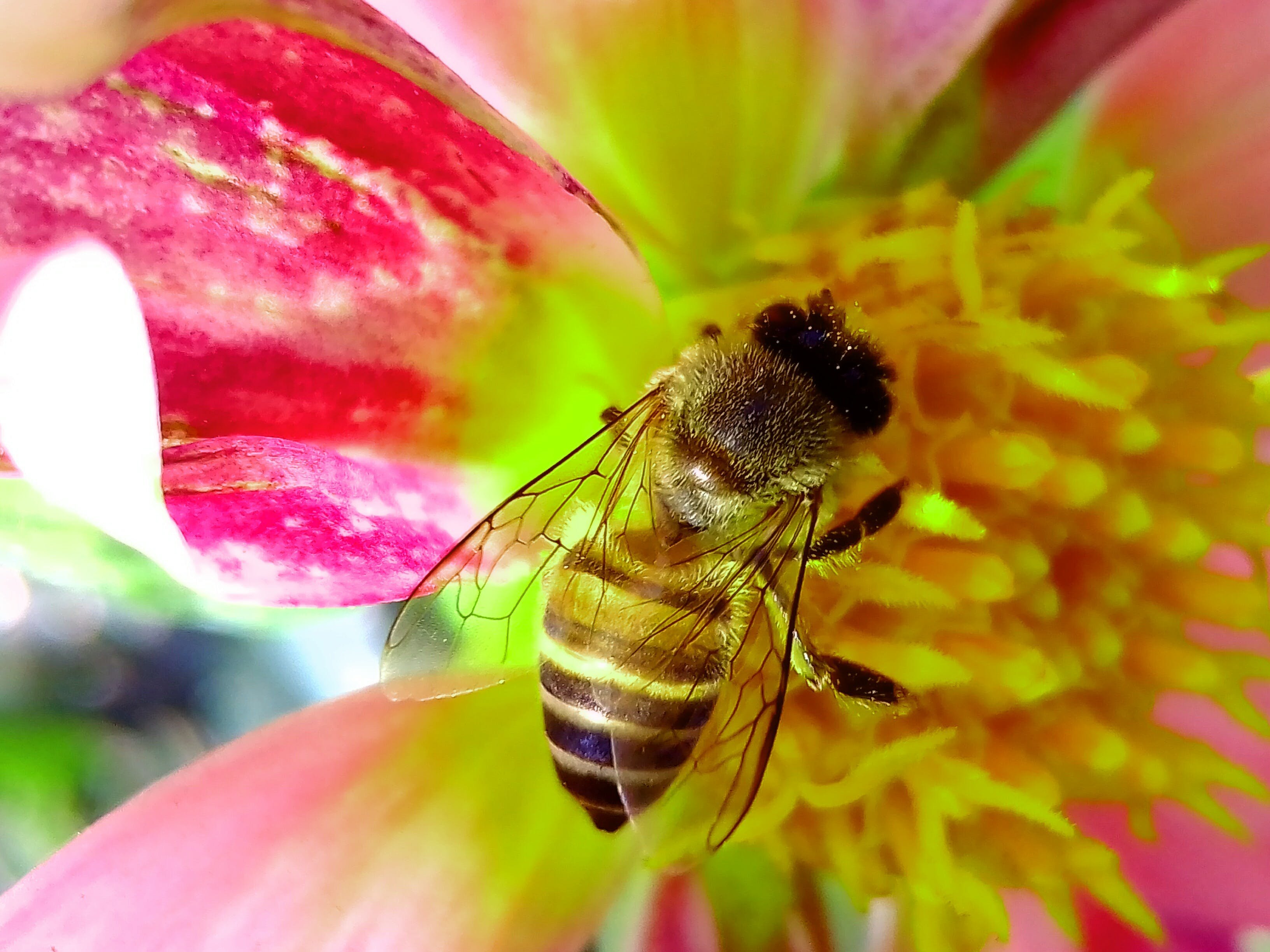 Пыльца растений собранная пчелой. Пчела. Пчела на цветке. Пчелки на цветах. Пыльца на цветке.