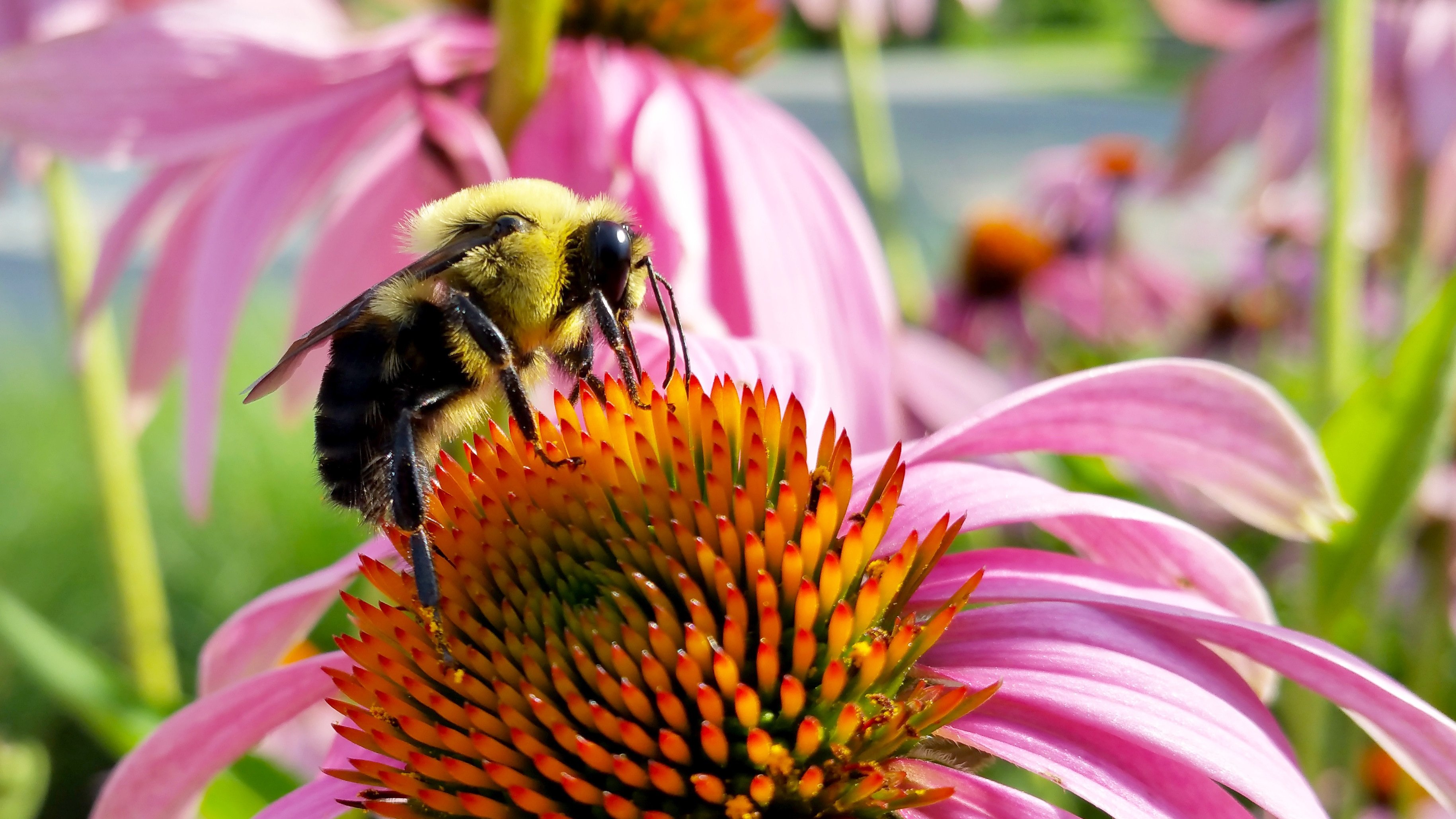 Насекомые защищают растения. Опыление насекомыми Шмель. Эхинацея пчела. Эхинацея Echinacea pollination Mix. Echinacea purpurea pollination Magenta.