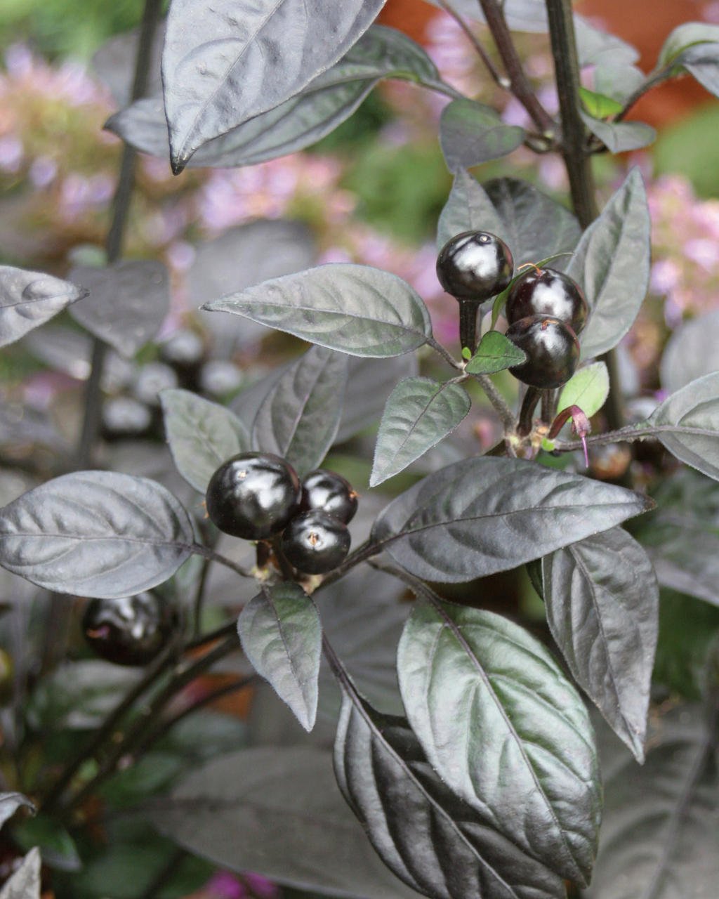 Перец черный жемчуг. Capsicum annuum ‘Black Pearl’. Black Pearl перец. Перец черный тюльпан. Перец черный листья.