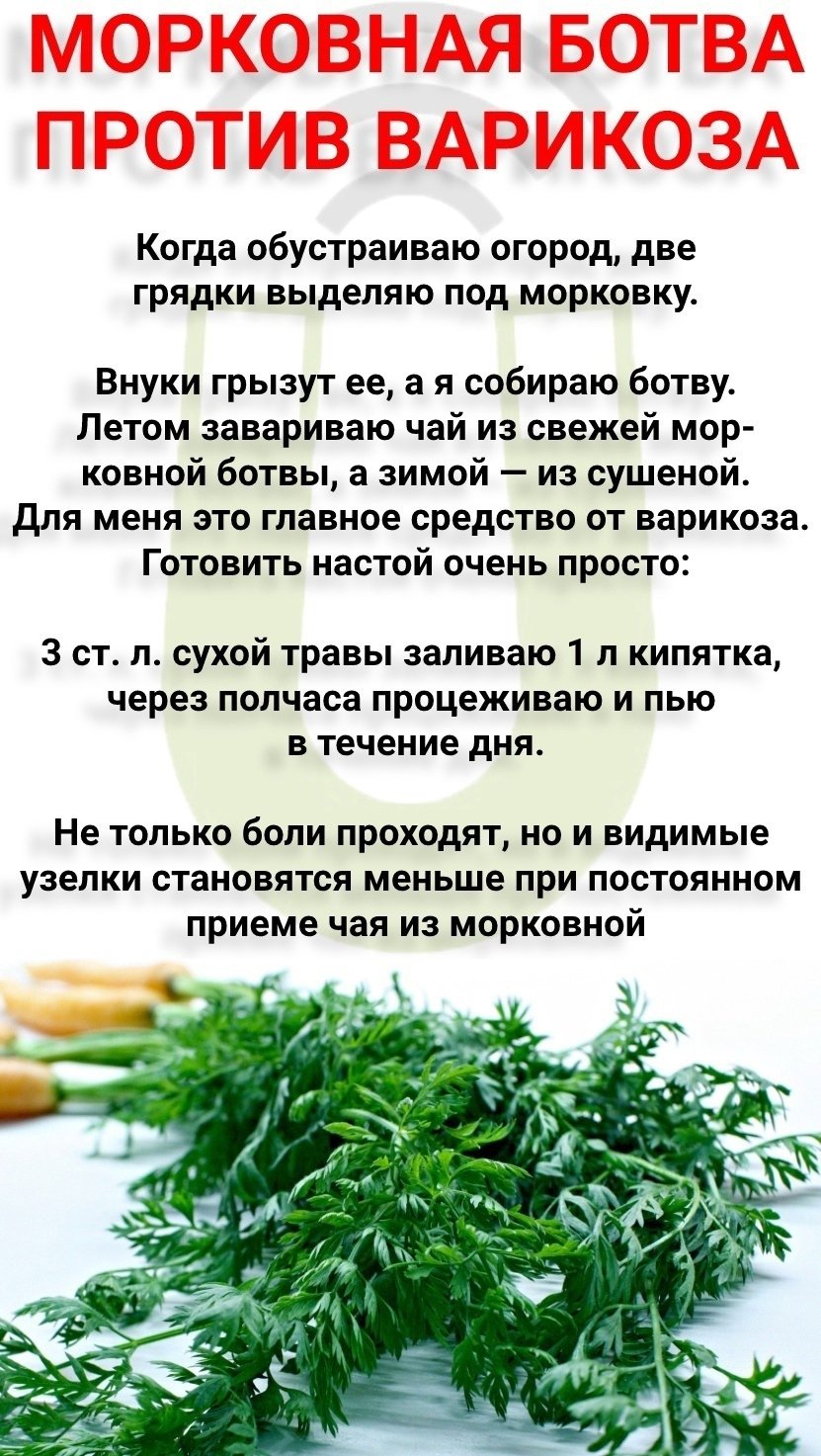 Польза морковной ботвы для человека