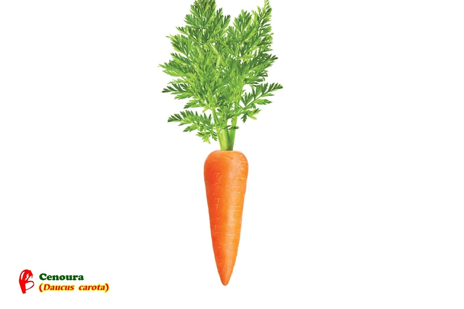 Морковь с ботвой на белом фоне