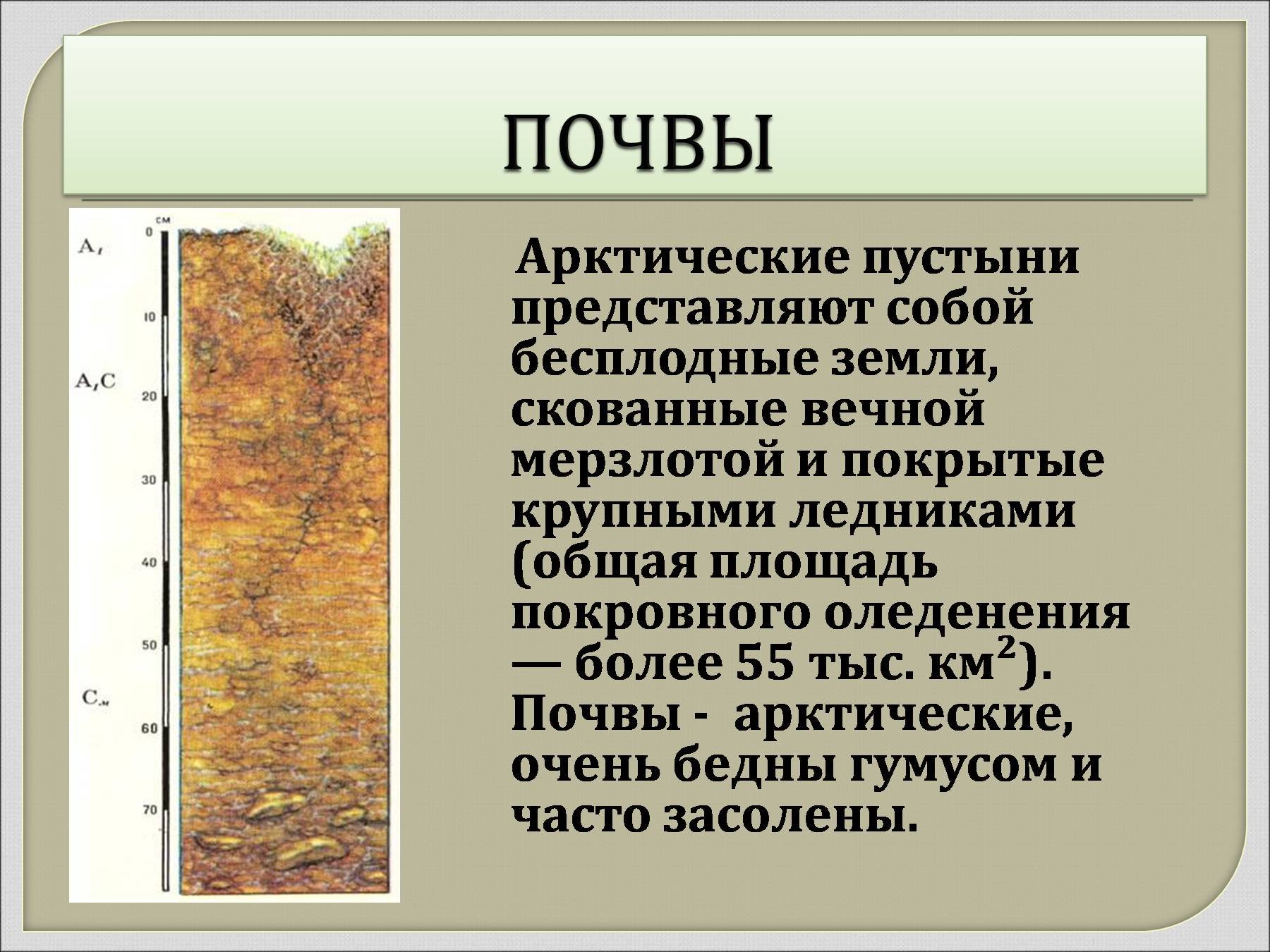 Состав арктических почв. Тип почв арктических пустынь. Арктические пустыни Тип почвы. Тип почвы арктической пустыни России. Тип почв в арктических пустынях.