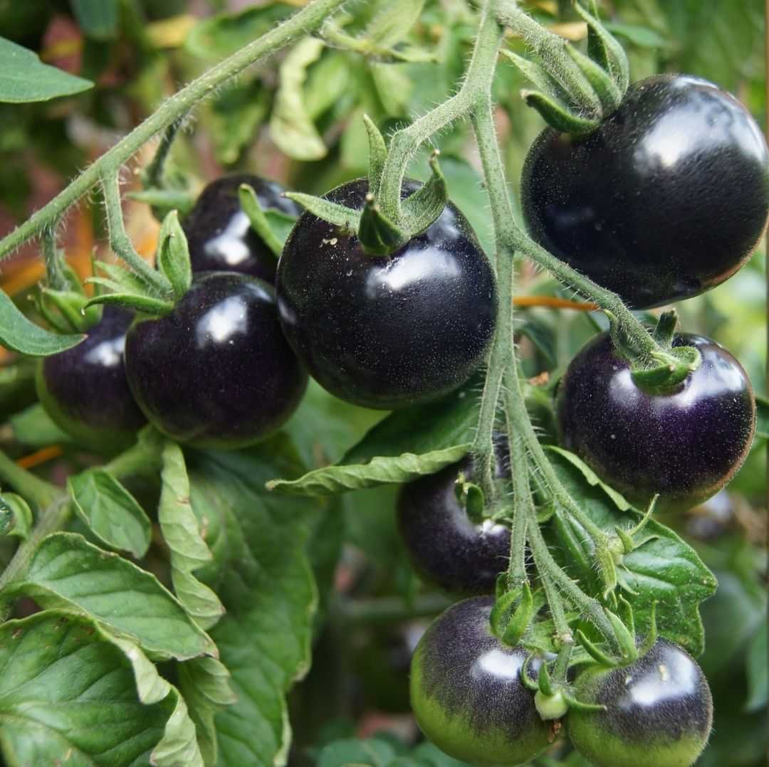 Черные томаты