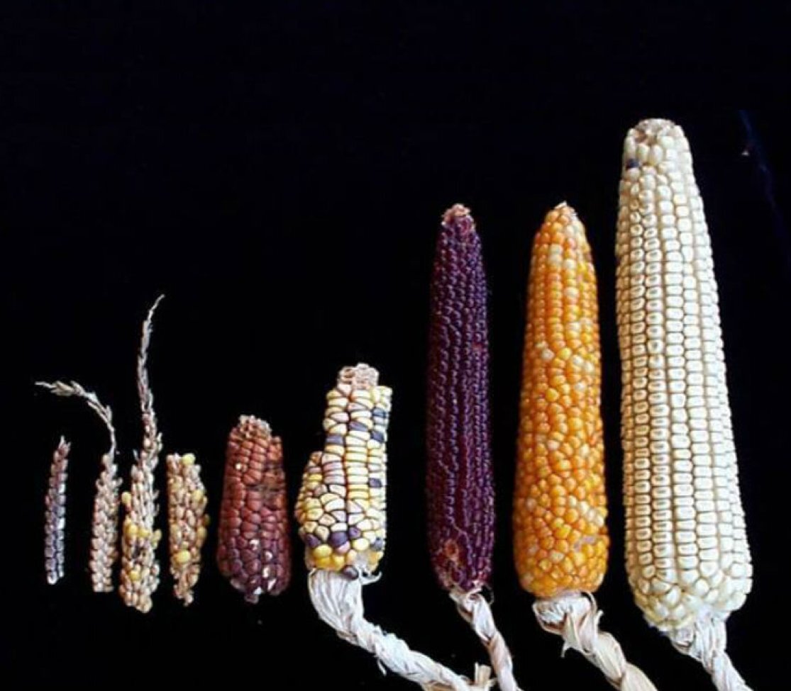 Дикая кукуруза
