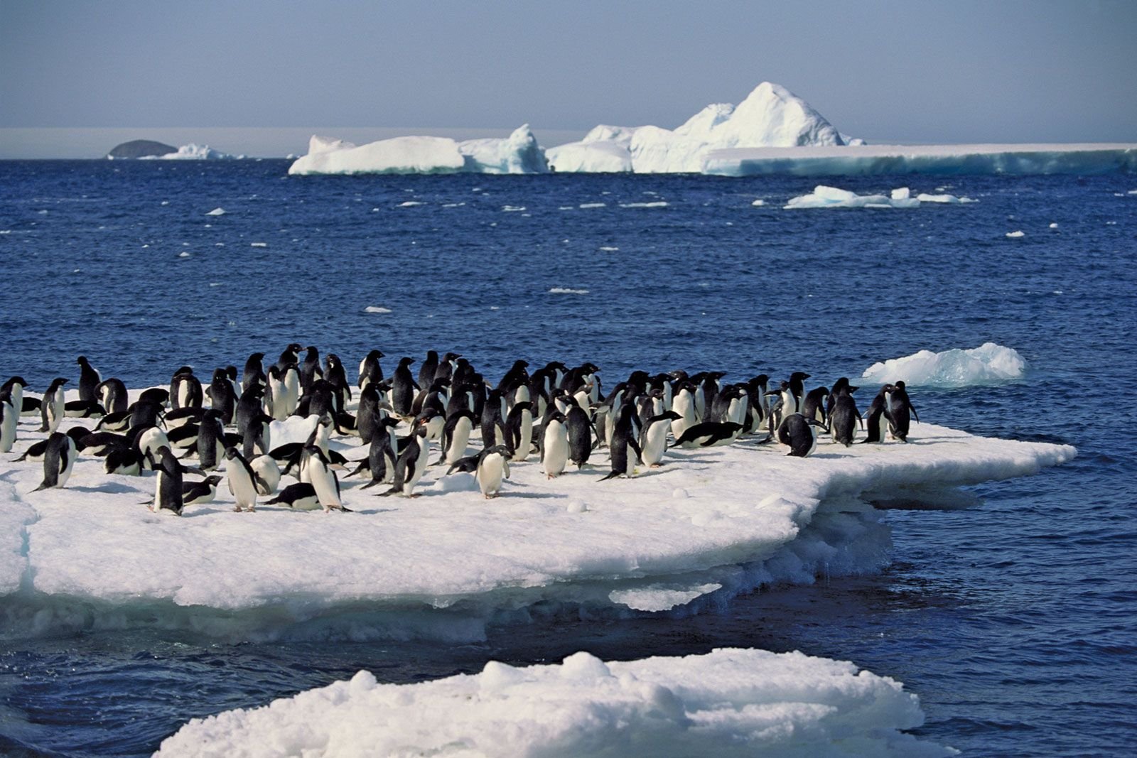 Обитатели северного океана. Пенгуин Антарктида. Южный Ледовитый океан. Обитатели Северного Ледовитого океана. Северный Ледовитый океан животный мир.