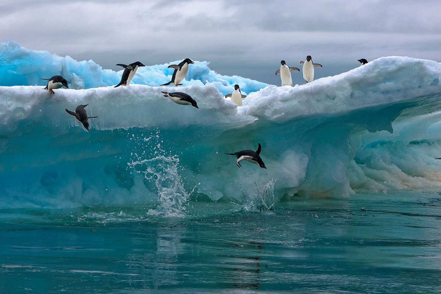 Северный Ледовитый океан пингвины. Северный Ледовитый океан и Антарктида. Северный Ледовитый океан животные мир. Арктика Антарктика Антарктида.