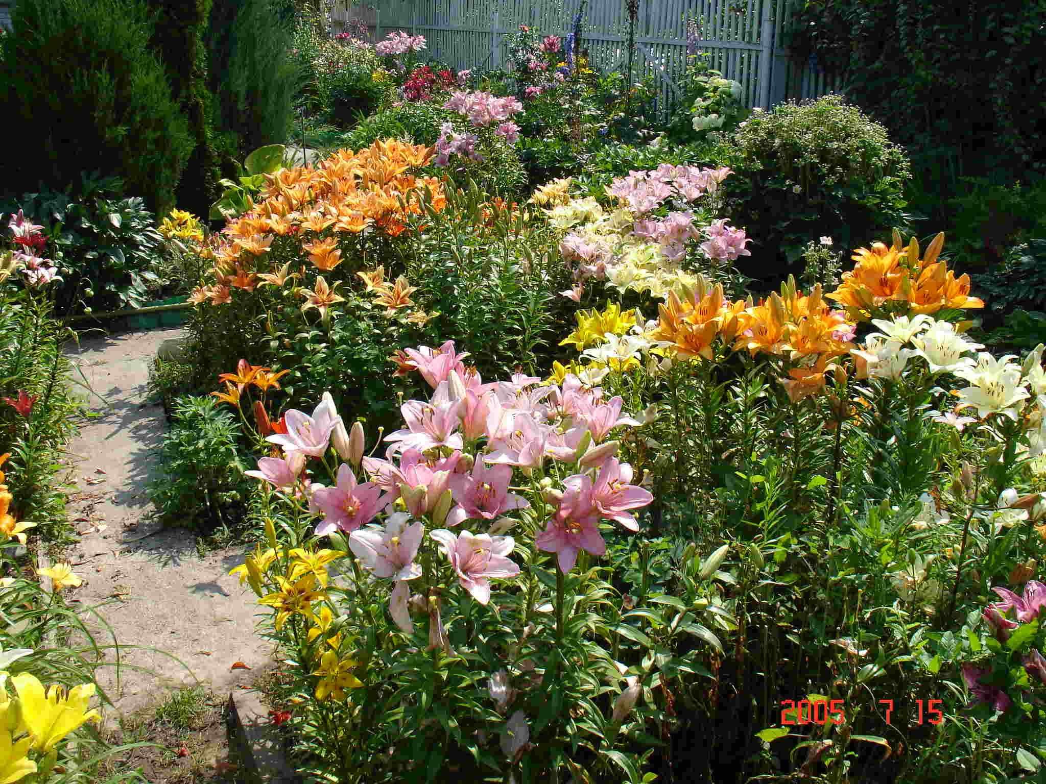 Лилии в саду | Клумбы, Дизайн сада, Композиции цветников