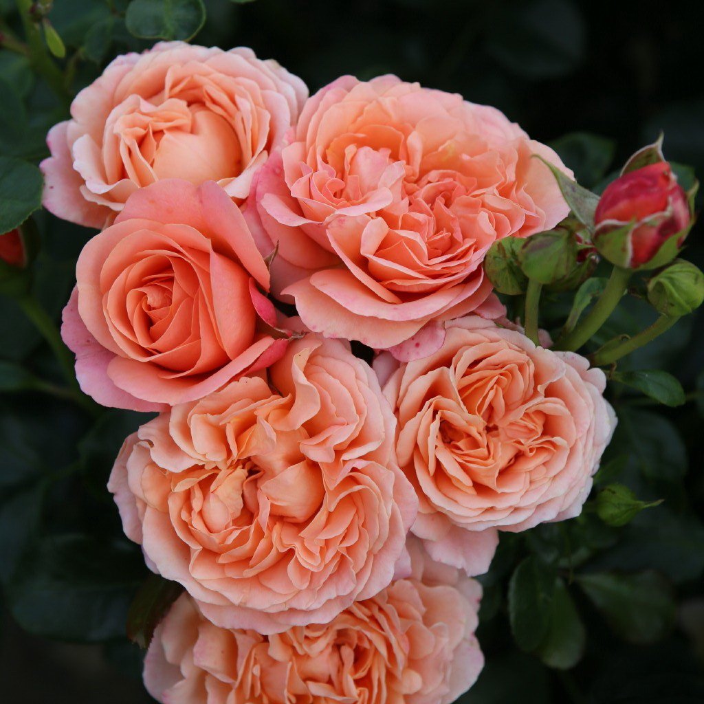 Роза корал лионс роуз - 67 фото
