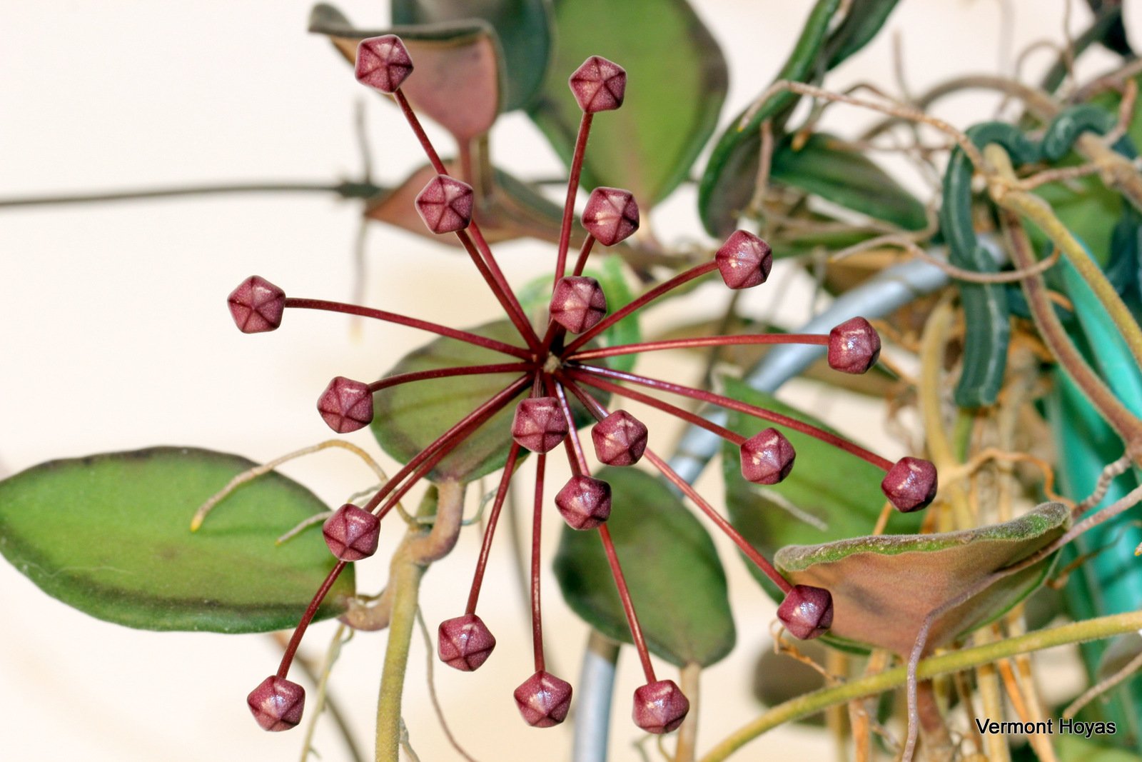 Хойя Hoya burtoniae