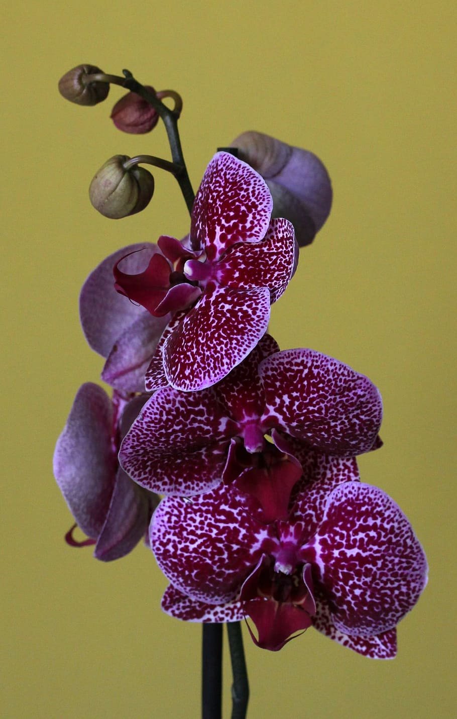 Орхидея розовая в крапинку - 50 фото