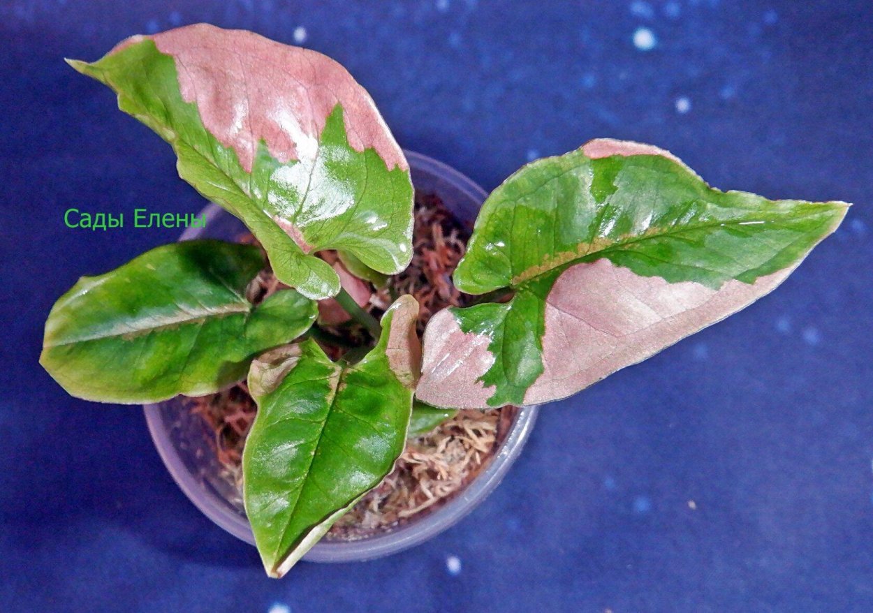 Syngonium Neon robusta