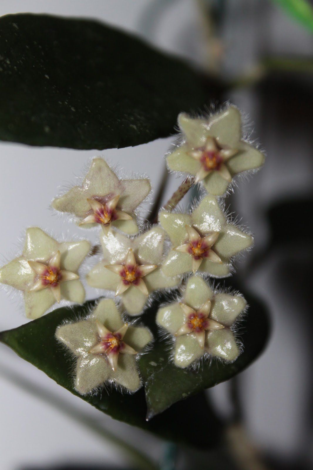 Хойя Hoya burtoniae