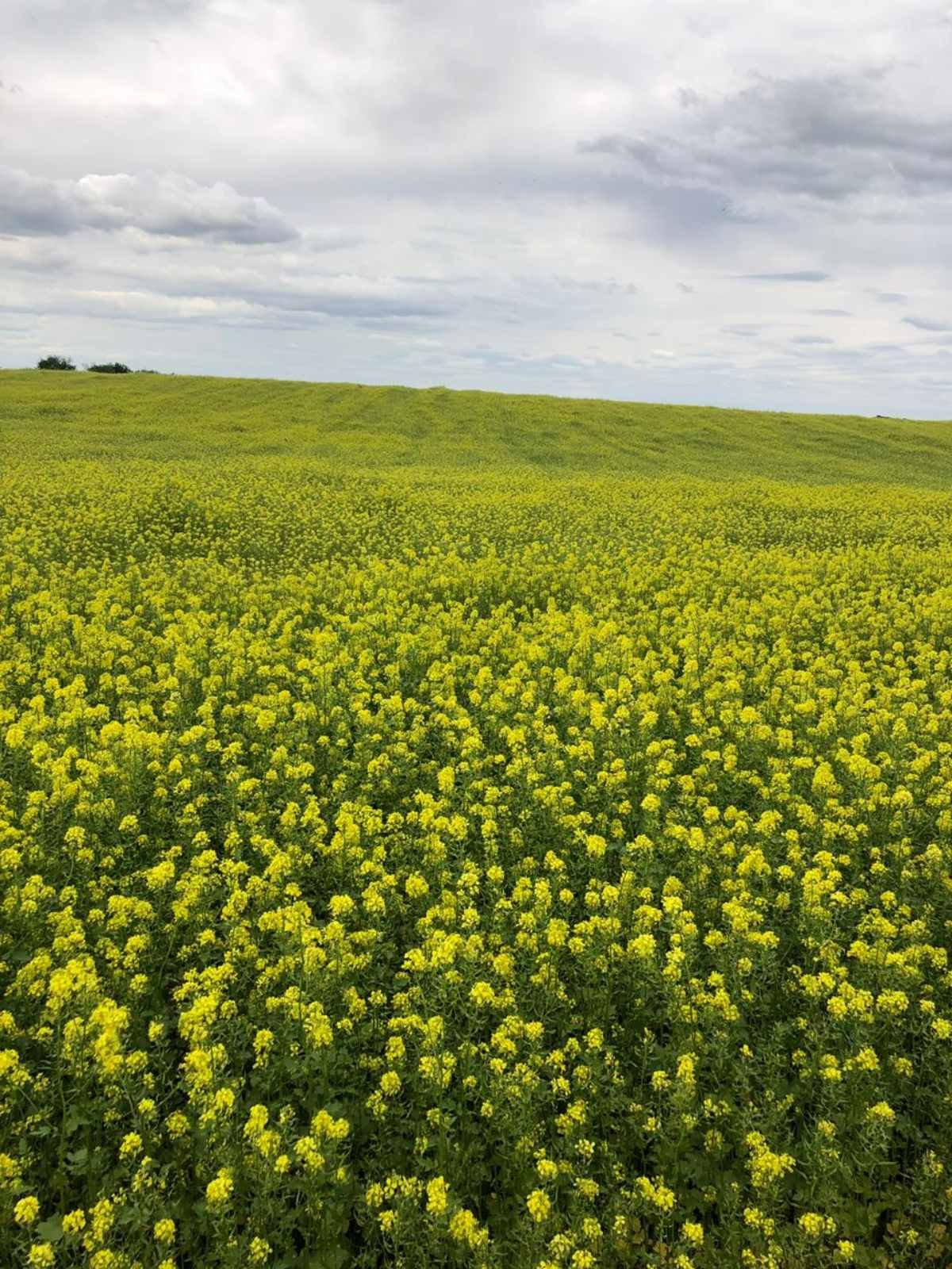 Желтая кормовая трава