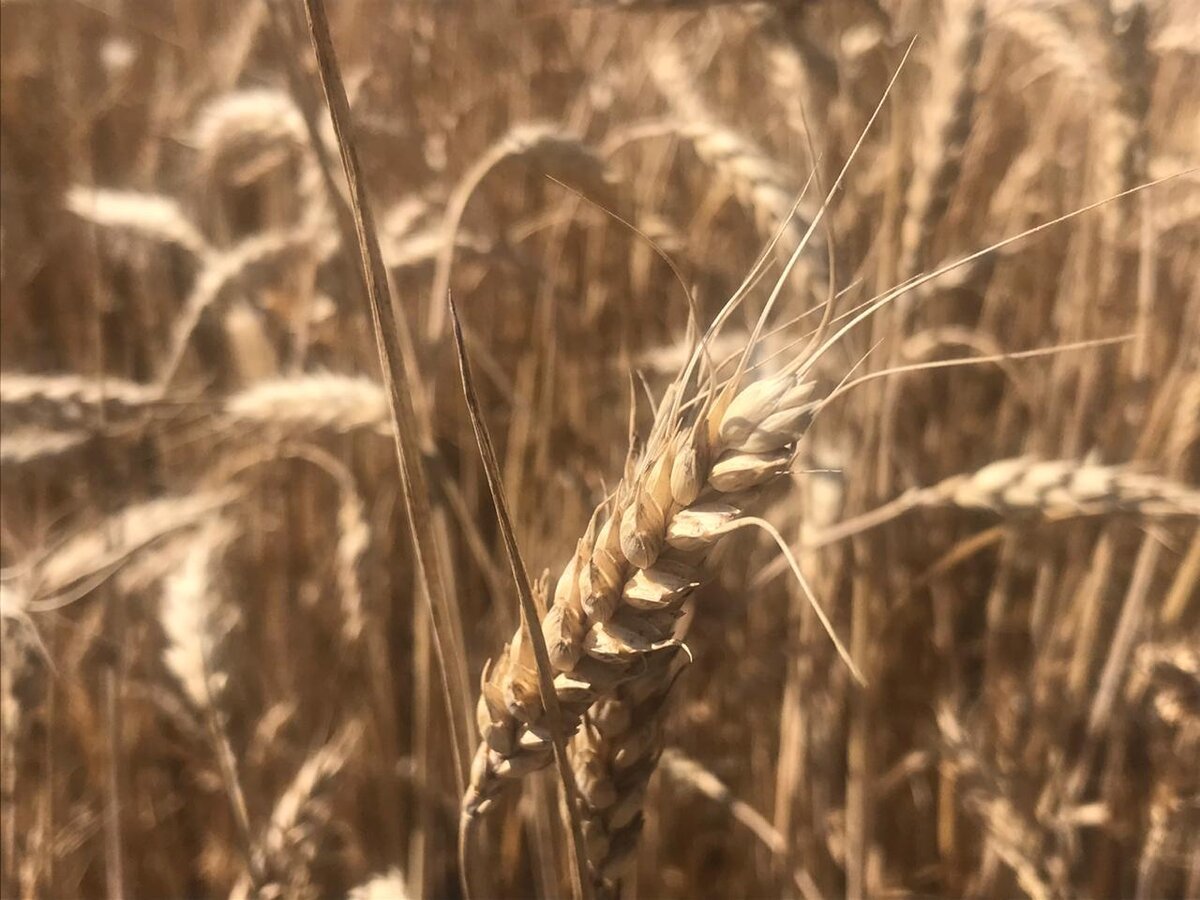 Тризо пшеница