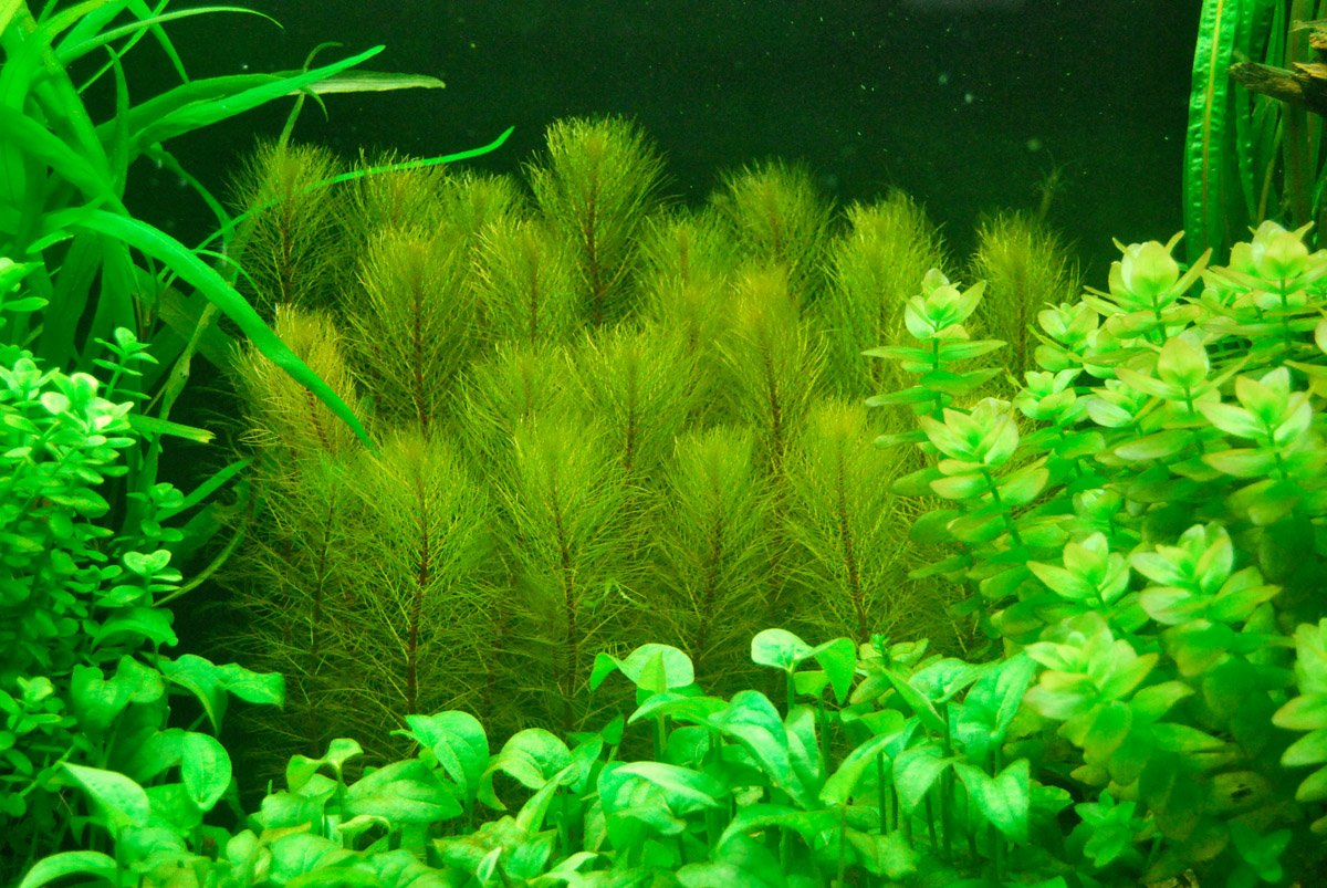 Бурые водоросли в аквариуме