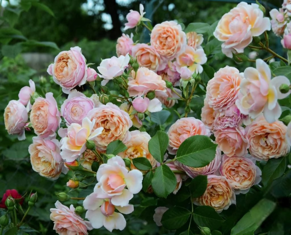 Роза флориан массад - 70 фото