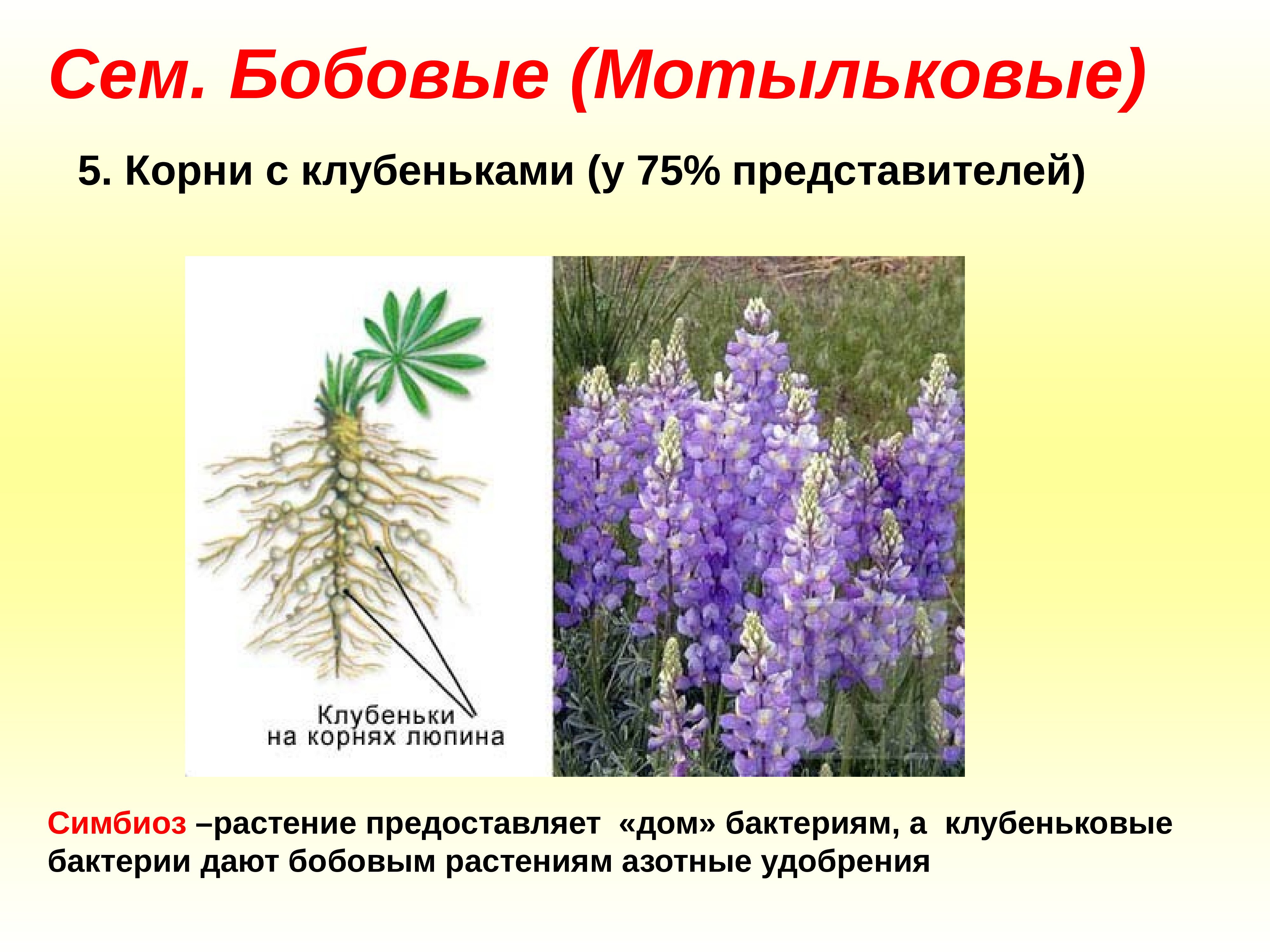 Клубеньковые растения примеры