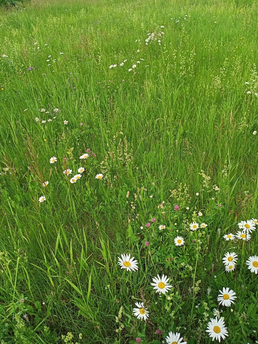 Кошенная на лугу трава