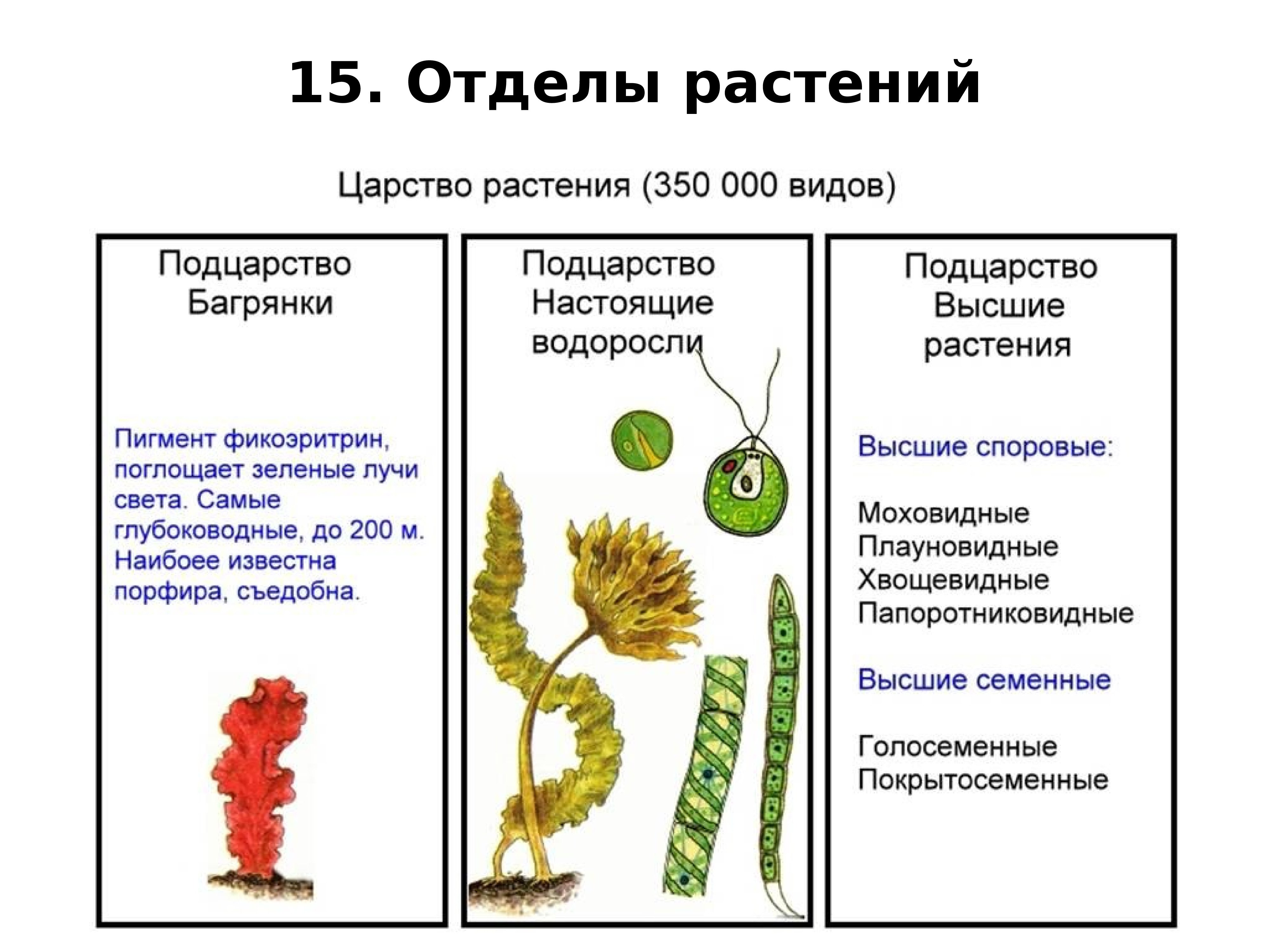 Схема растений низшие высшие