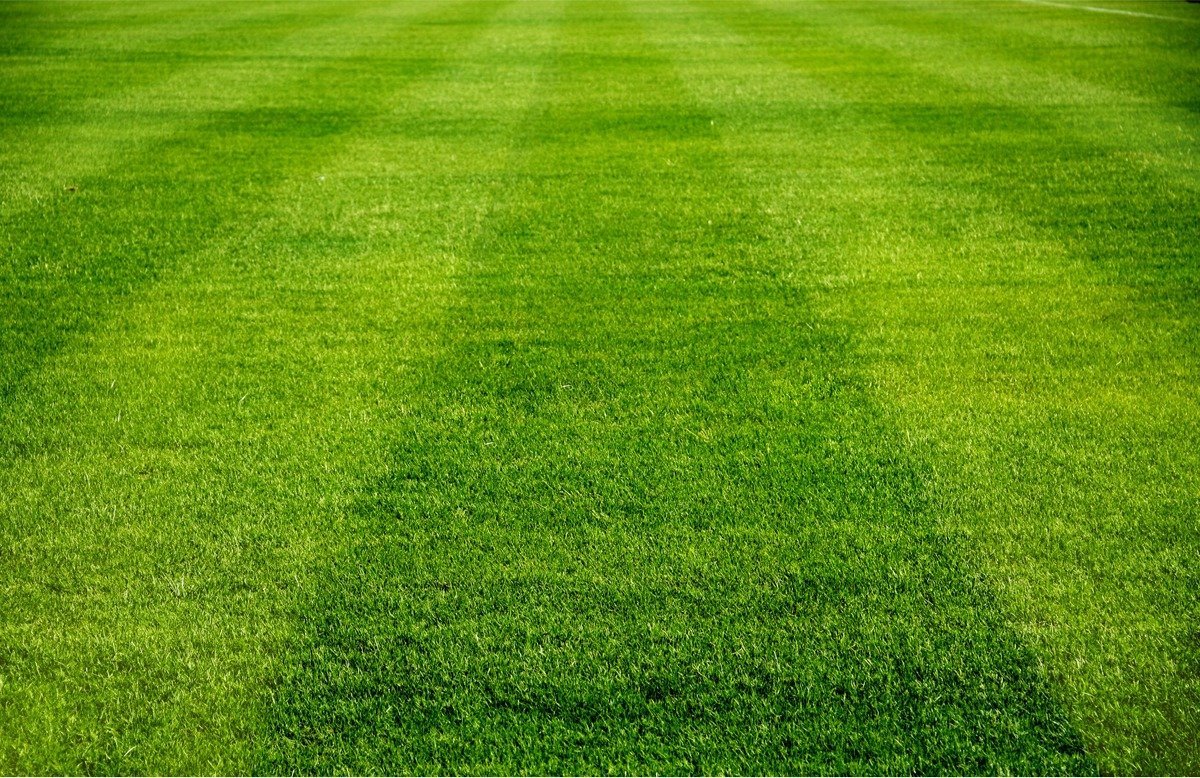Газонная трава для футбольного поля