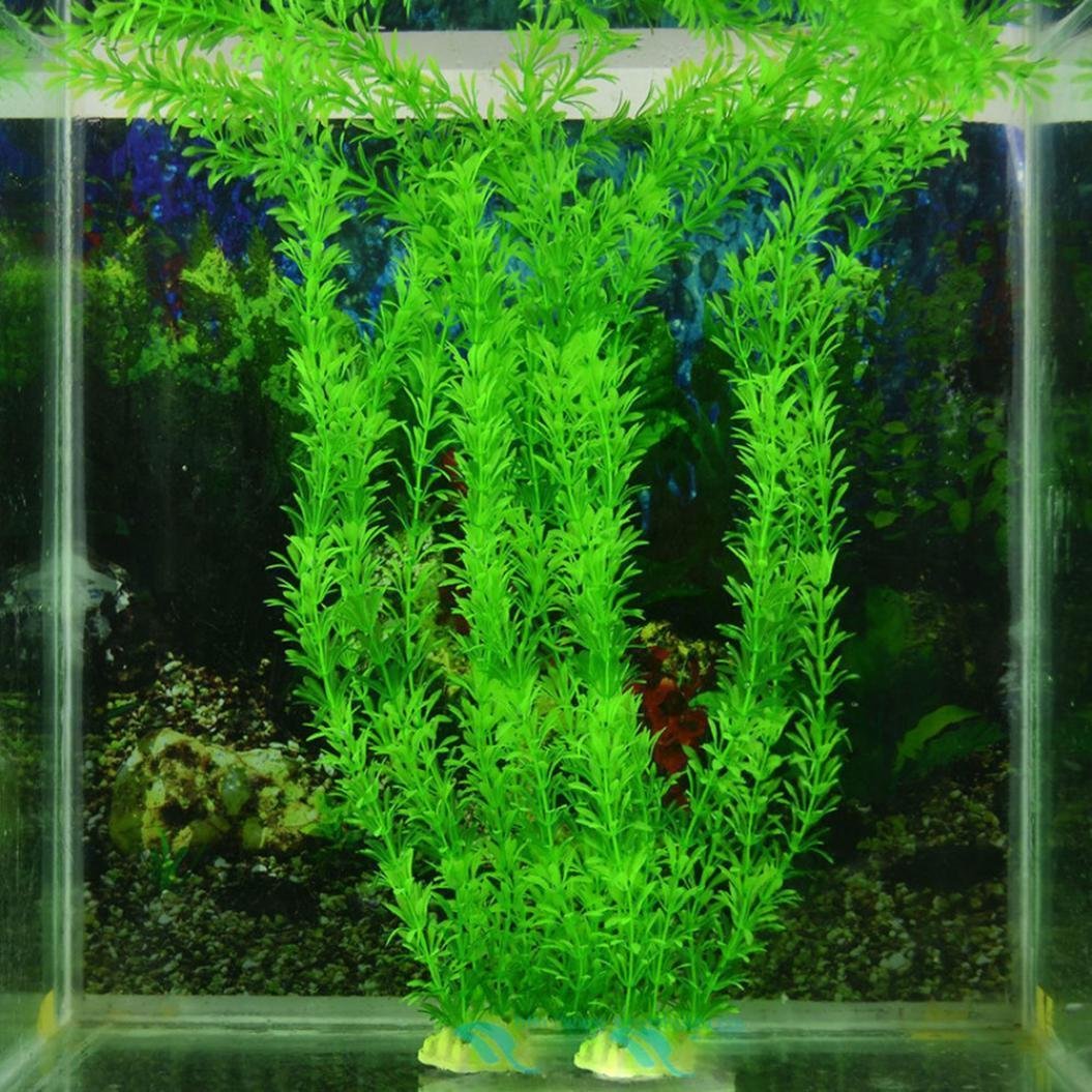 Круглые водоросли для аквариума