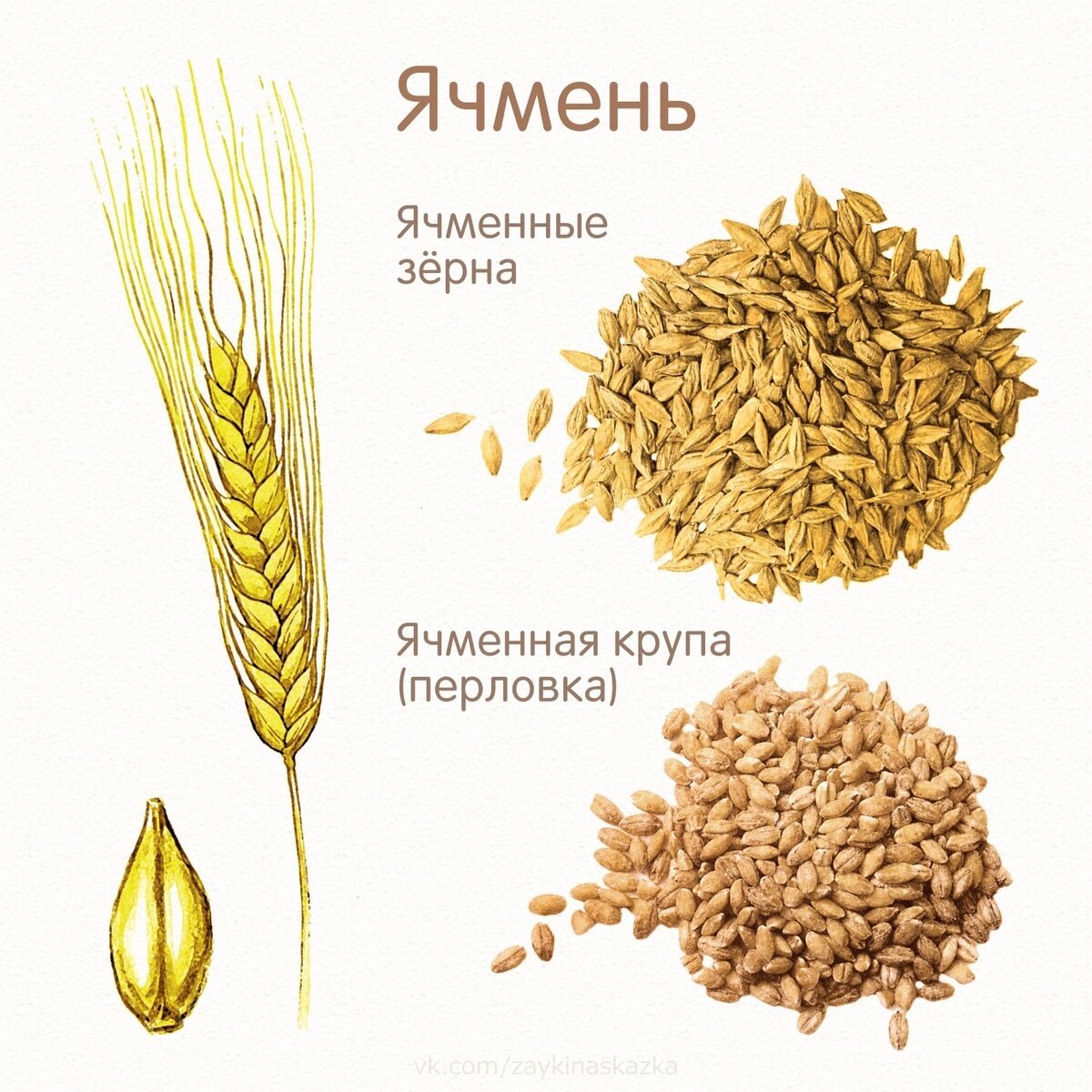 Векторы по запросу Злаковые