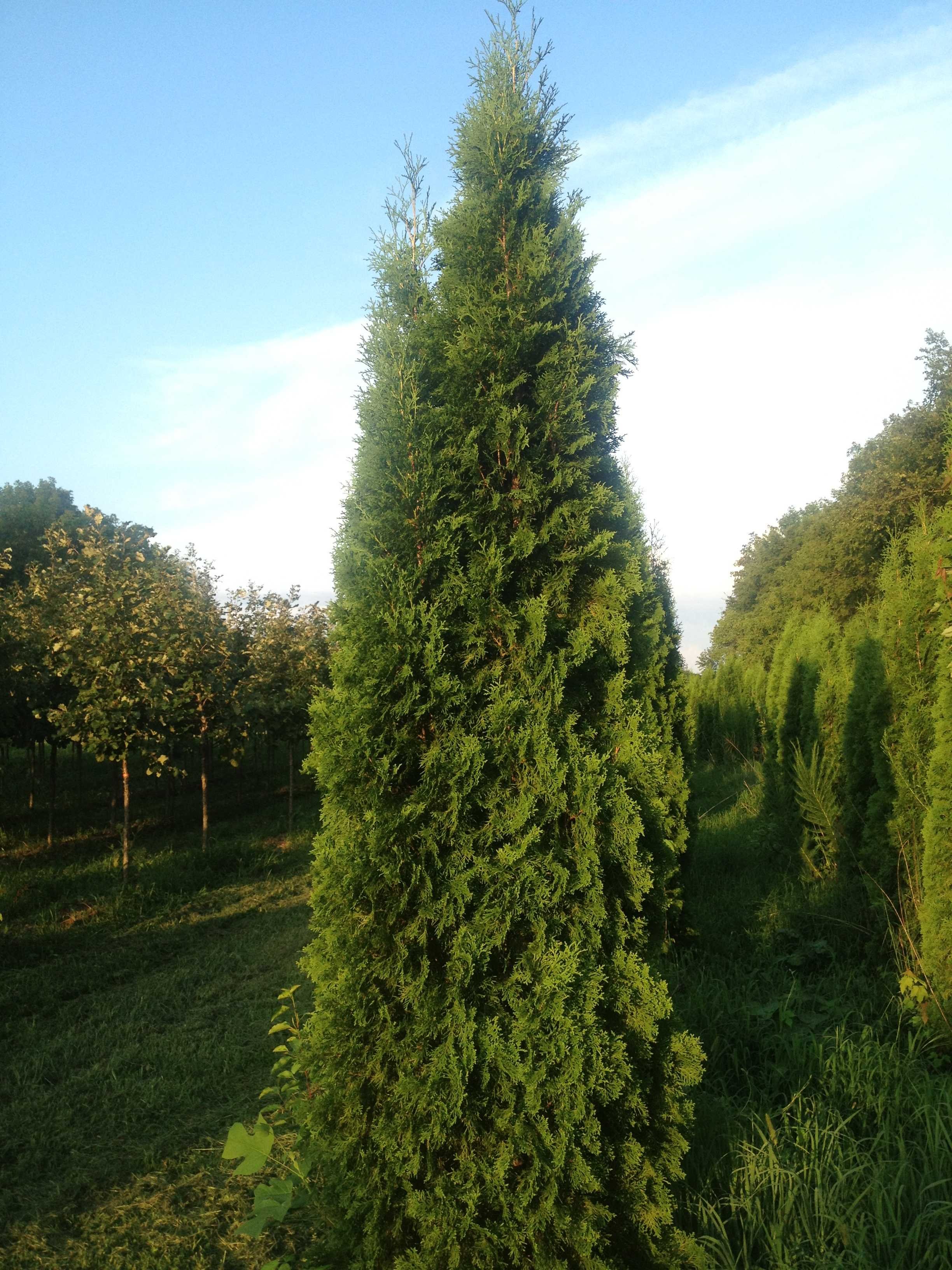 Туя западная дегрут спайр. Туя Западная DEGROOT'S Spire. Туя ДЕГРОТС Спайр. Thuja occidentalis Degroots Spire туя Западная ДЕГРОТС Спайр.