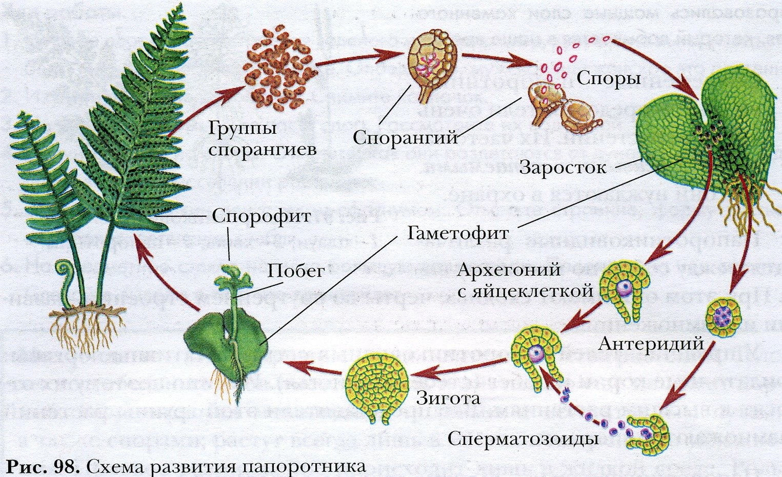 Разнообразие высших споровых растений