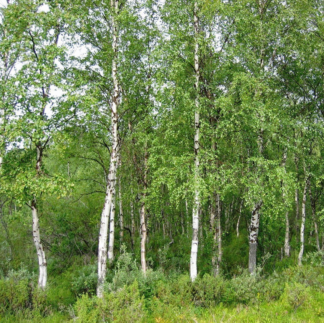 Береза повислая латынь