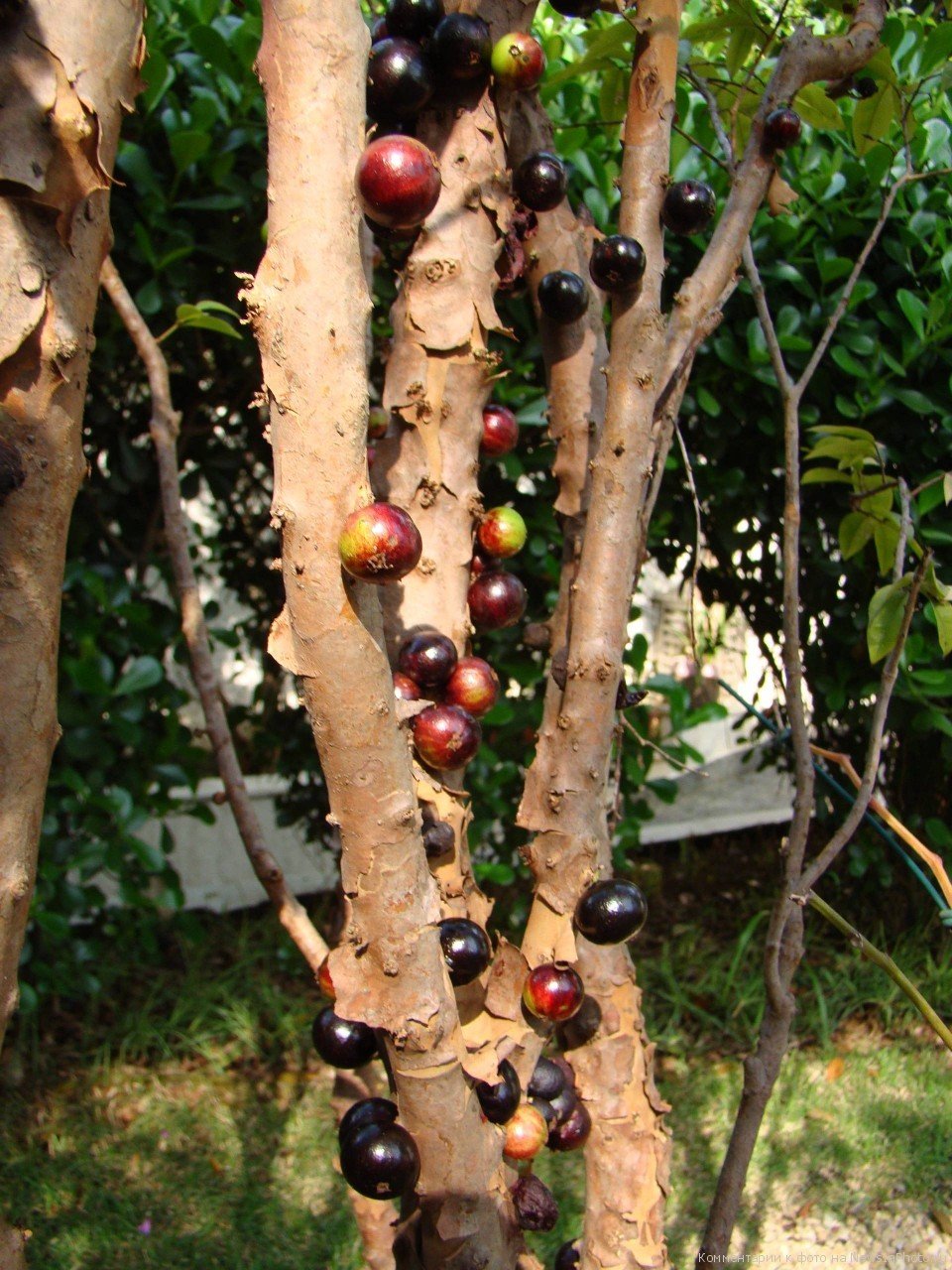 Фруктовый ствол. Виноградное дерево джаботикаба. Жаботикаба – бразильское виноградное дерево. Дерево с плодами на стволе джаботикаба. Вишня пирамидальная.