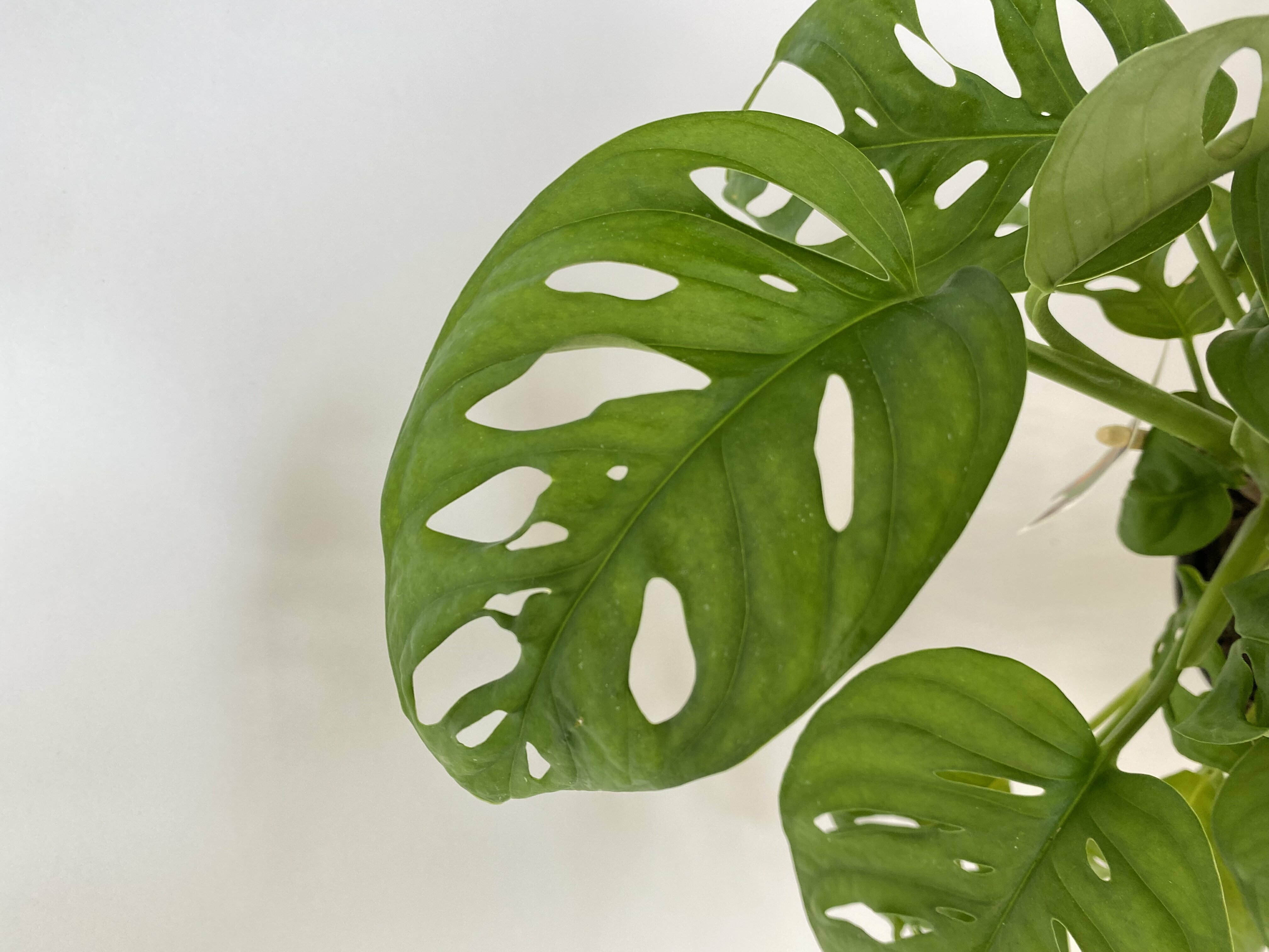 Monstera obliqua в интерьере