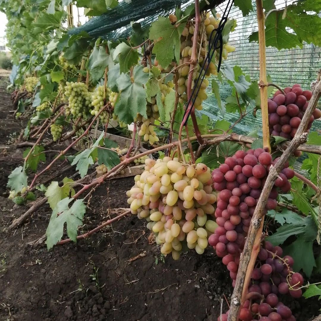 Дубовский розовый виноград