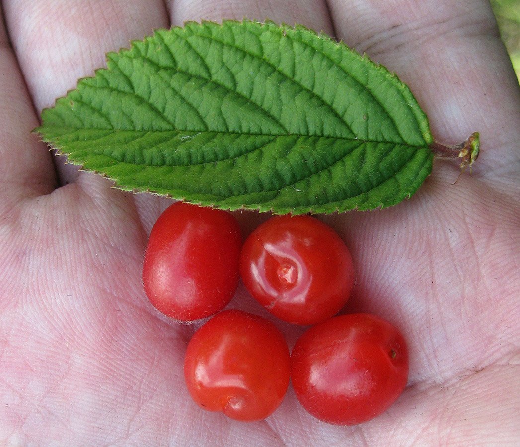 Маленькая ягода похожа. Вишня войлочная (Cerasus tomentosa. Вишня войлочная томентоза. Войлочная вишня листва. Войлочная вишня ягоды.