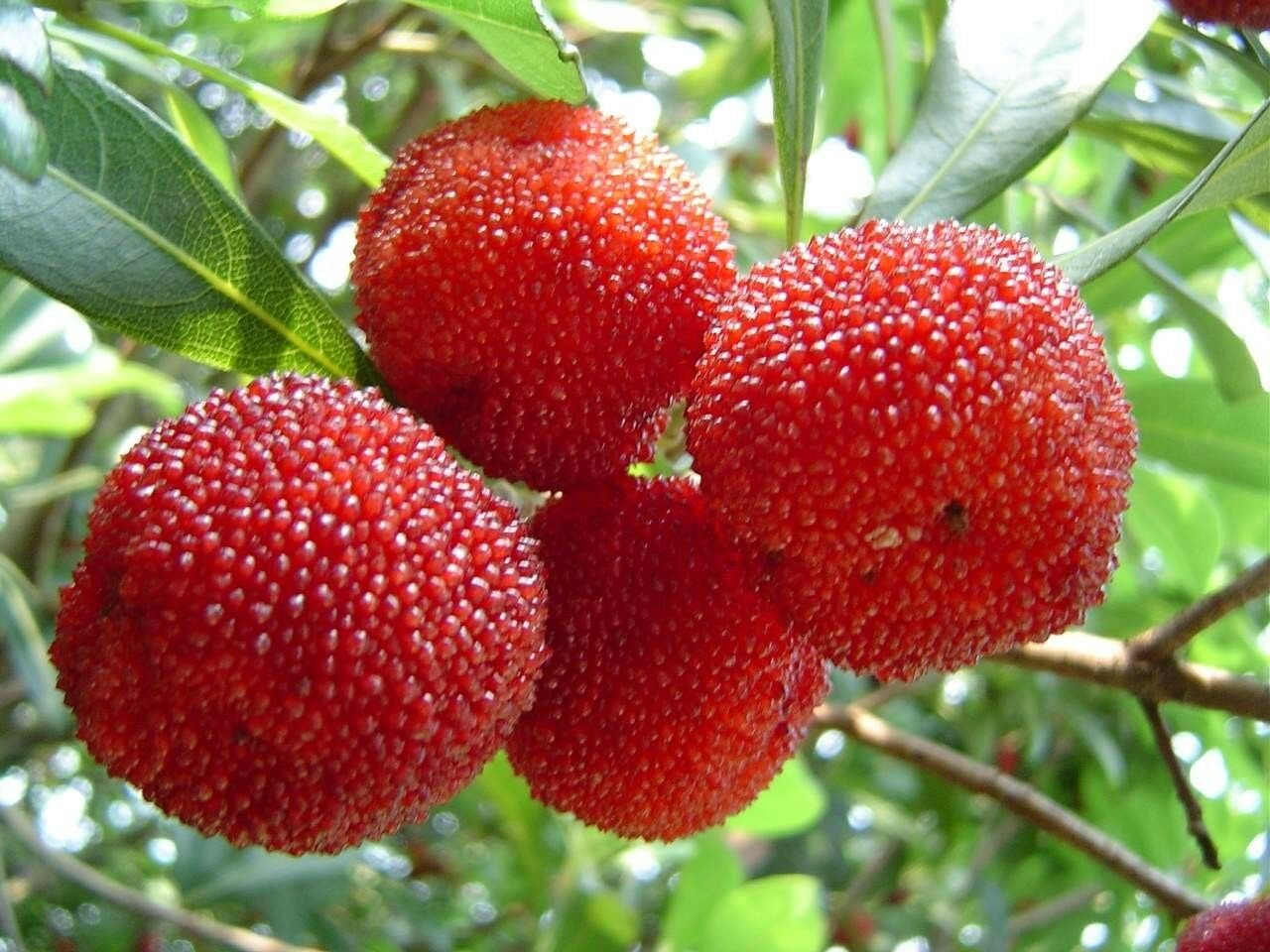 Красный фрукт с косточкой. Восковница Myrica rubra. Myrica rubra фрукт. Китайская клубника восковница. Bayberry ягода.