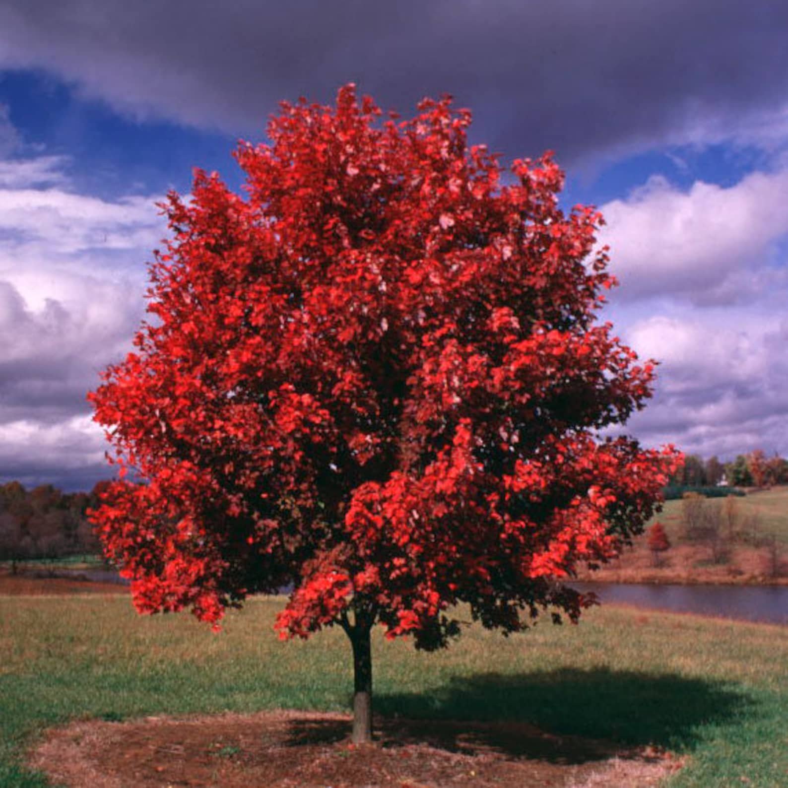 Саженец канадского клена. Клен красный Acer rubrum. Клен ред Сансет. Клен красный ред Сансет. Клён канадский краснолистный.