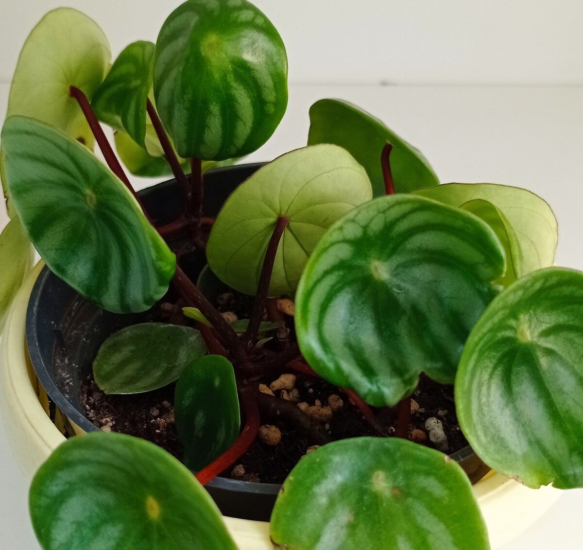 Пеперомия Peperomia bangroana