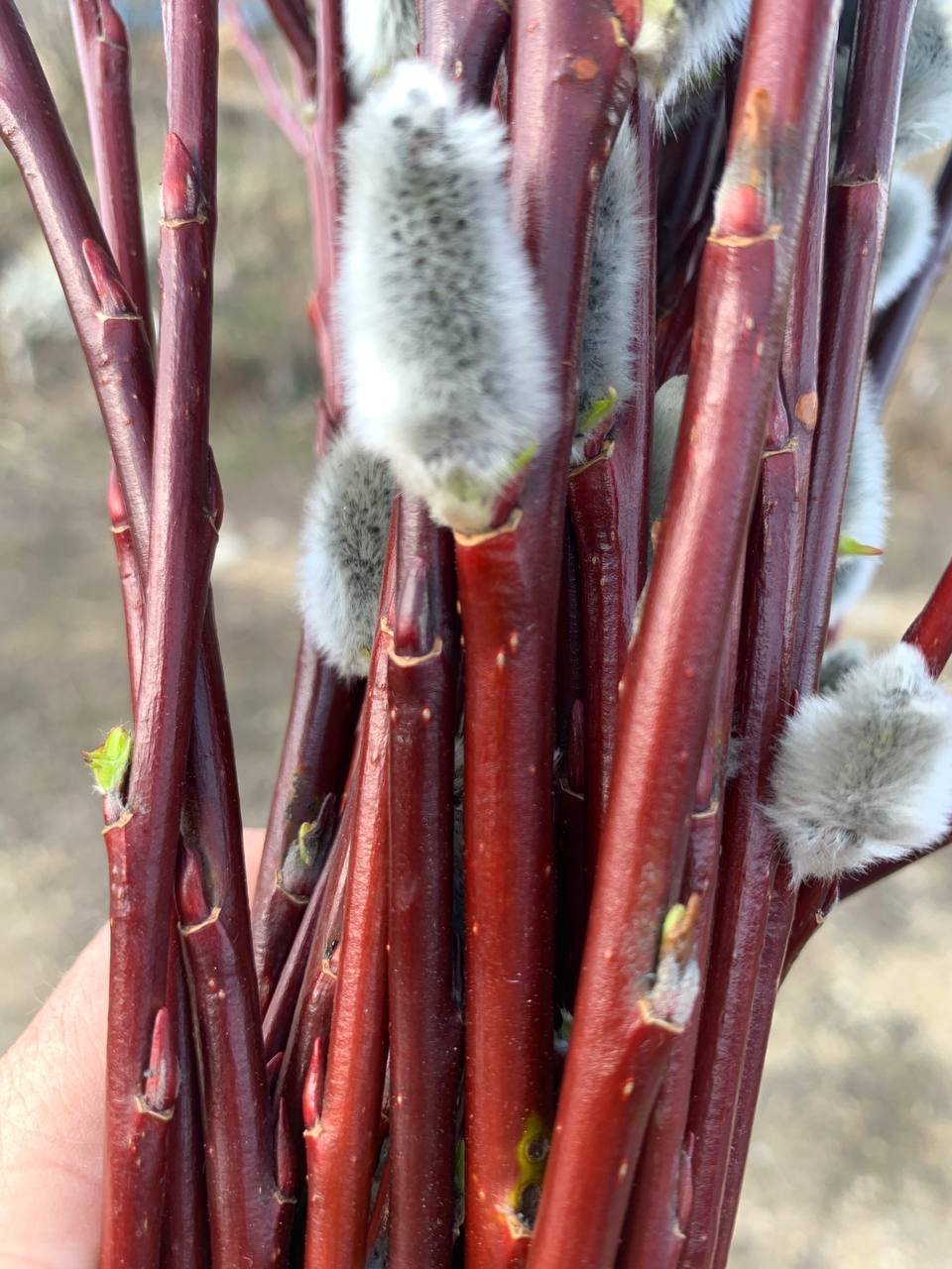 Верба красная или ива остролистная, Salix acutifolia